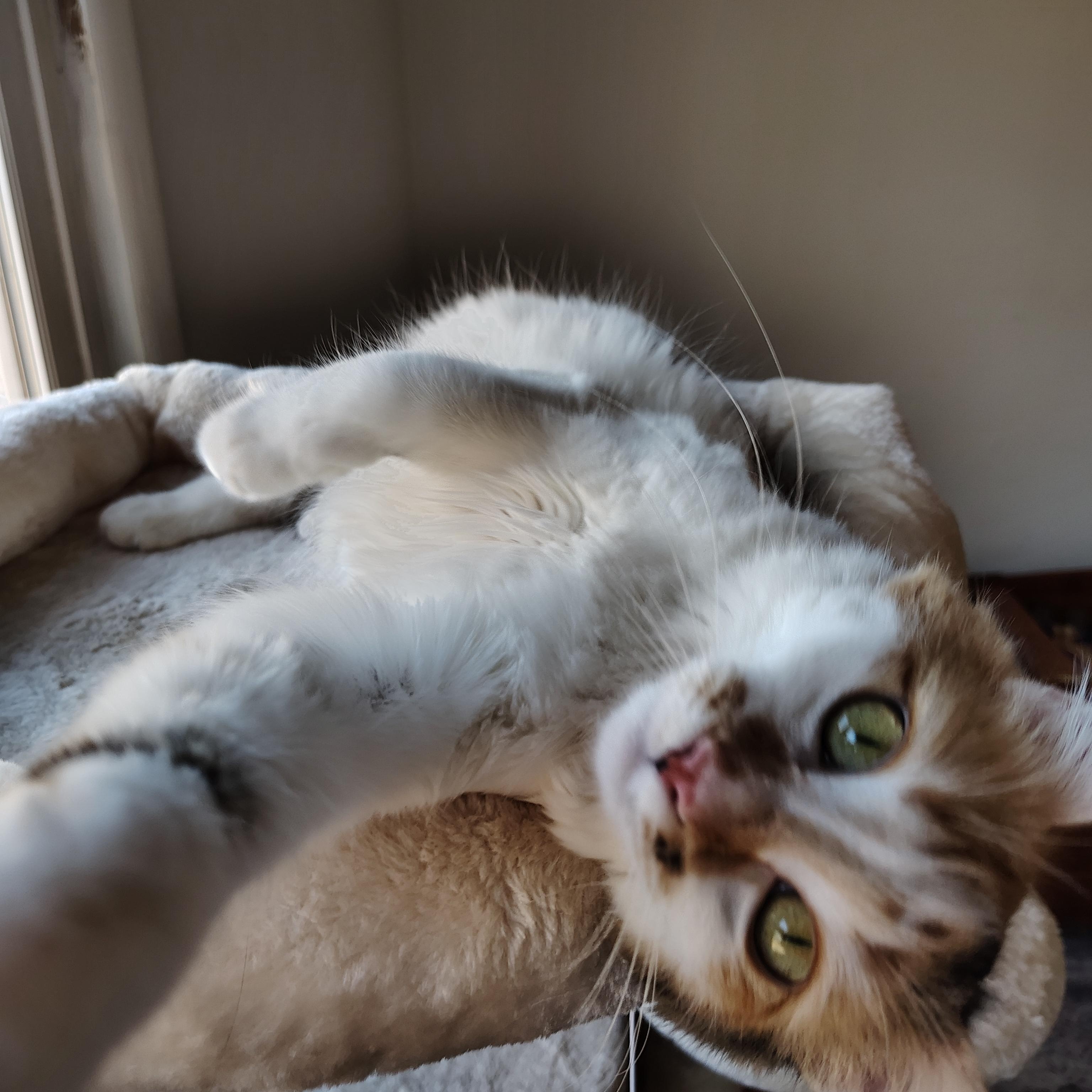 Enlarge Autumn, a ADOPTABLE Domestic Short Hair in Sewell, NJ image 4/6