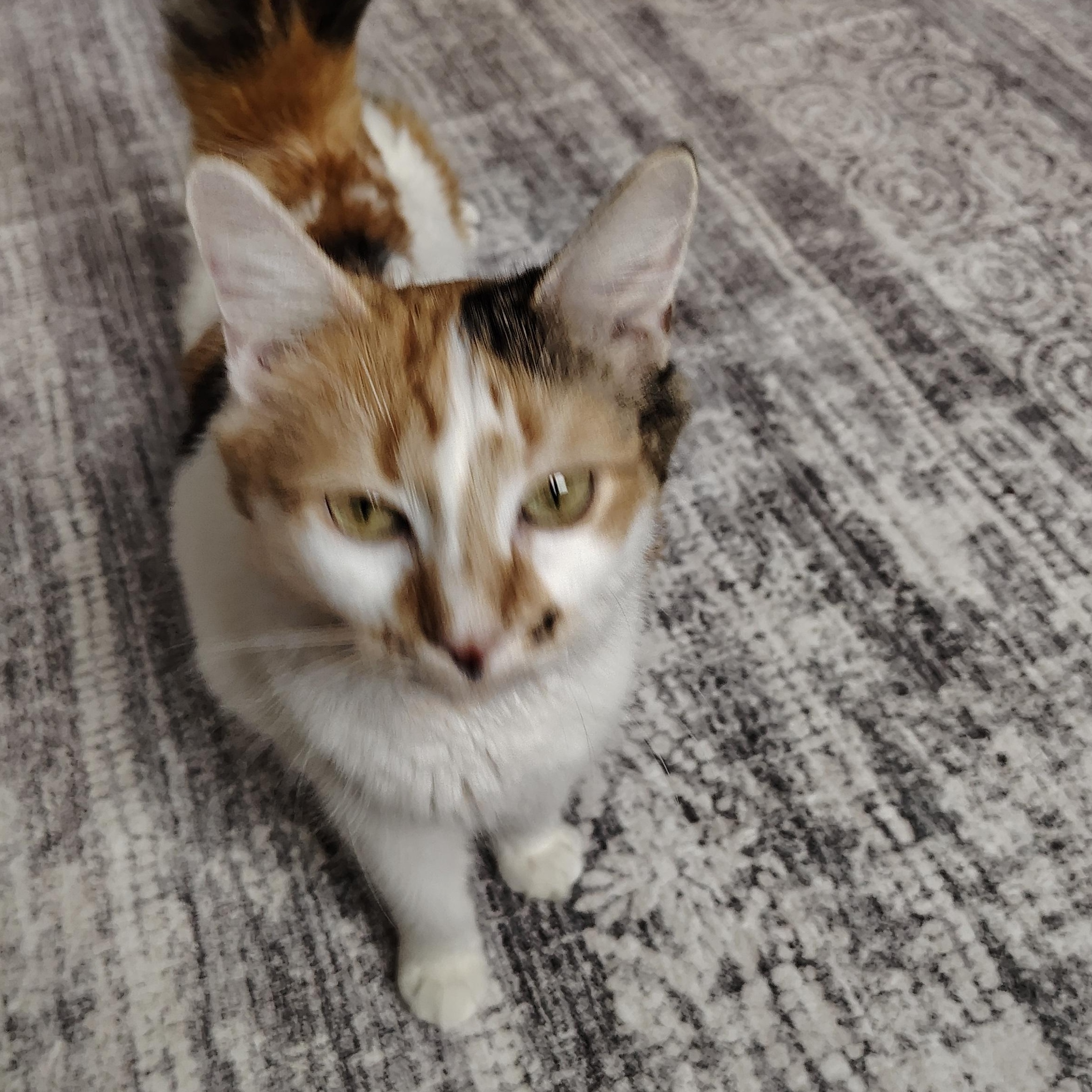 Enlarge Autumn, a ADOPTABLE Domestic Short Hair in Sewell, NJ image 5/6