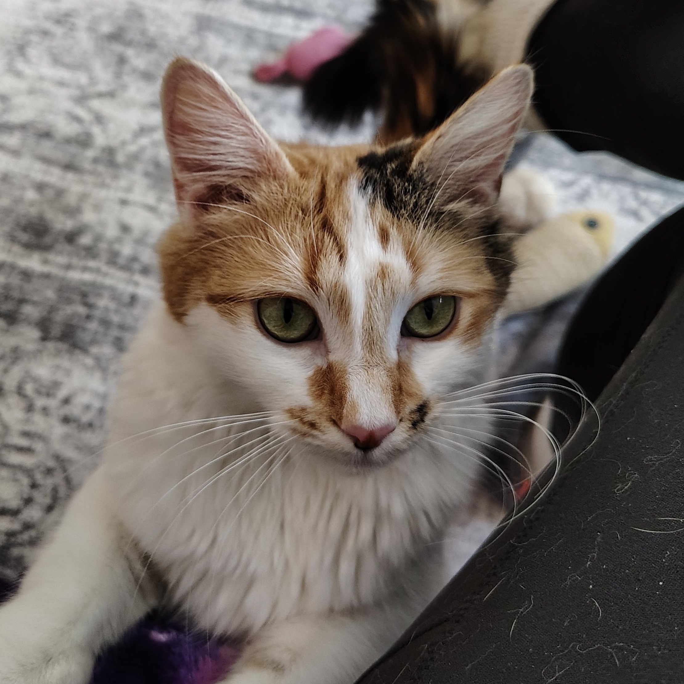 Enlarge Autumn, a ADOPTABLE Domestic Short Hair in Sewell, NJ image 1/6