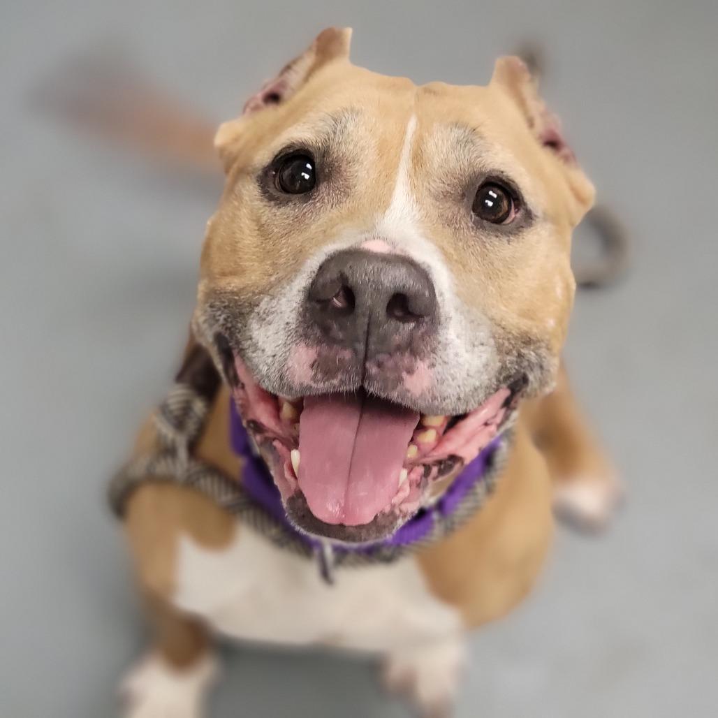 Enlarge Coco G, a Adoptable Mixed Breed in Sarasota, FL image 1/4