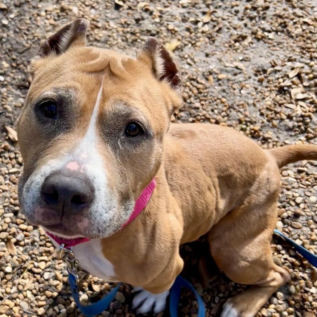 Enlarge Coco G, a Adoptable Mixed Breed in Sarasota, FL image 2/4