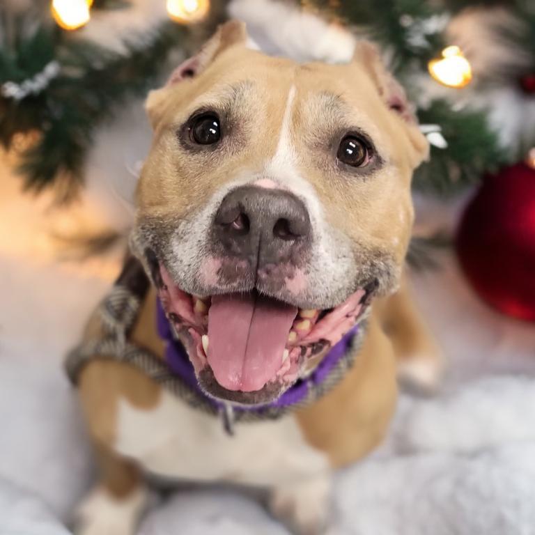 Enlarge Coco G, a Adoptable Mixed Breed in Sarasota, FL image 3/4