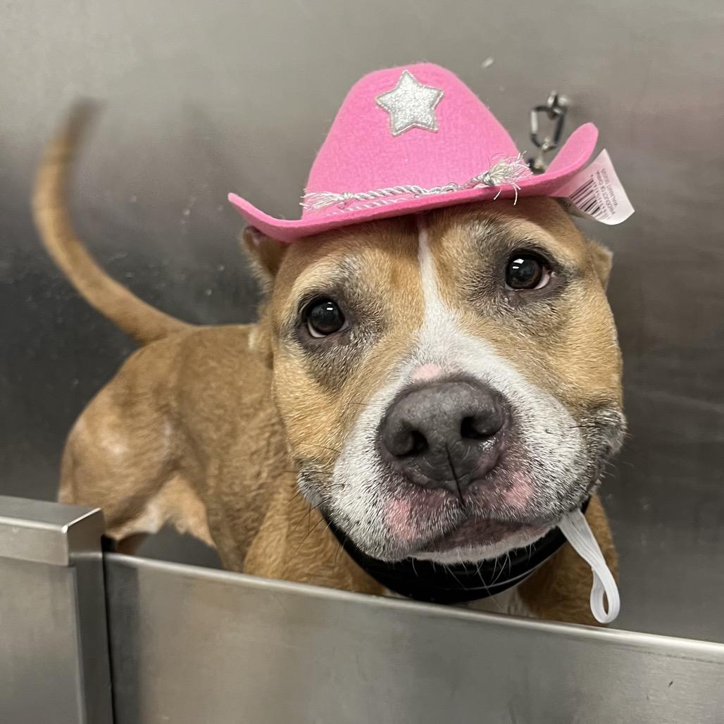 Enlarge Coco G, a Adoptable Mixed Breed in Sarasota, FL image 4/4