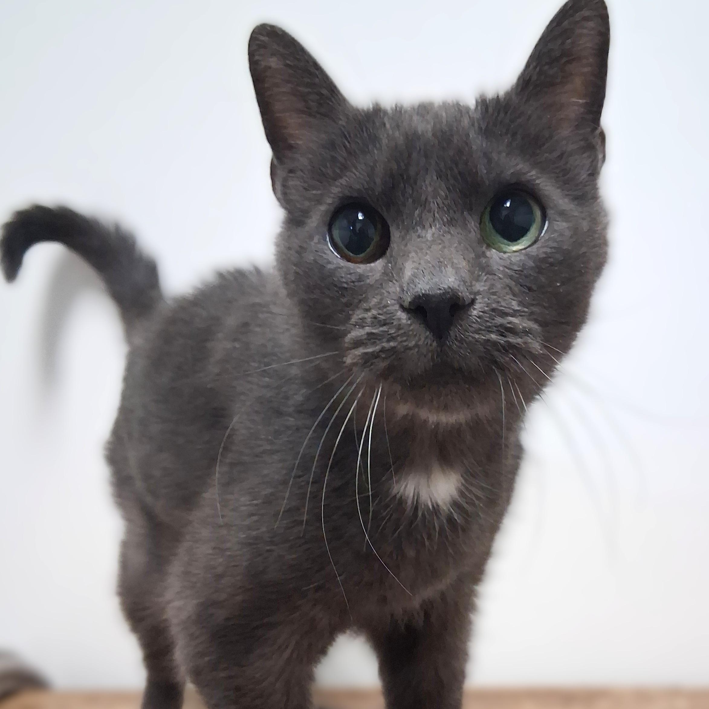 Enlarge Sherry, an adopted Domestic Short Hair in Belmont, NY image 1/2