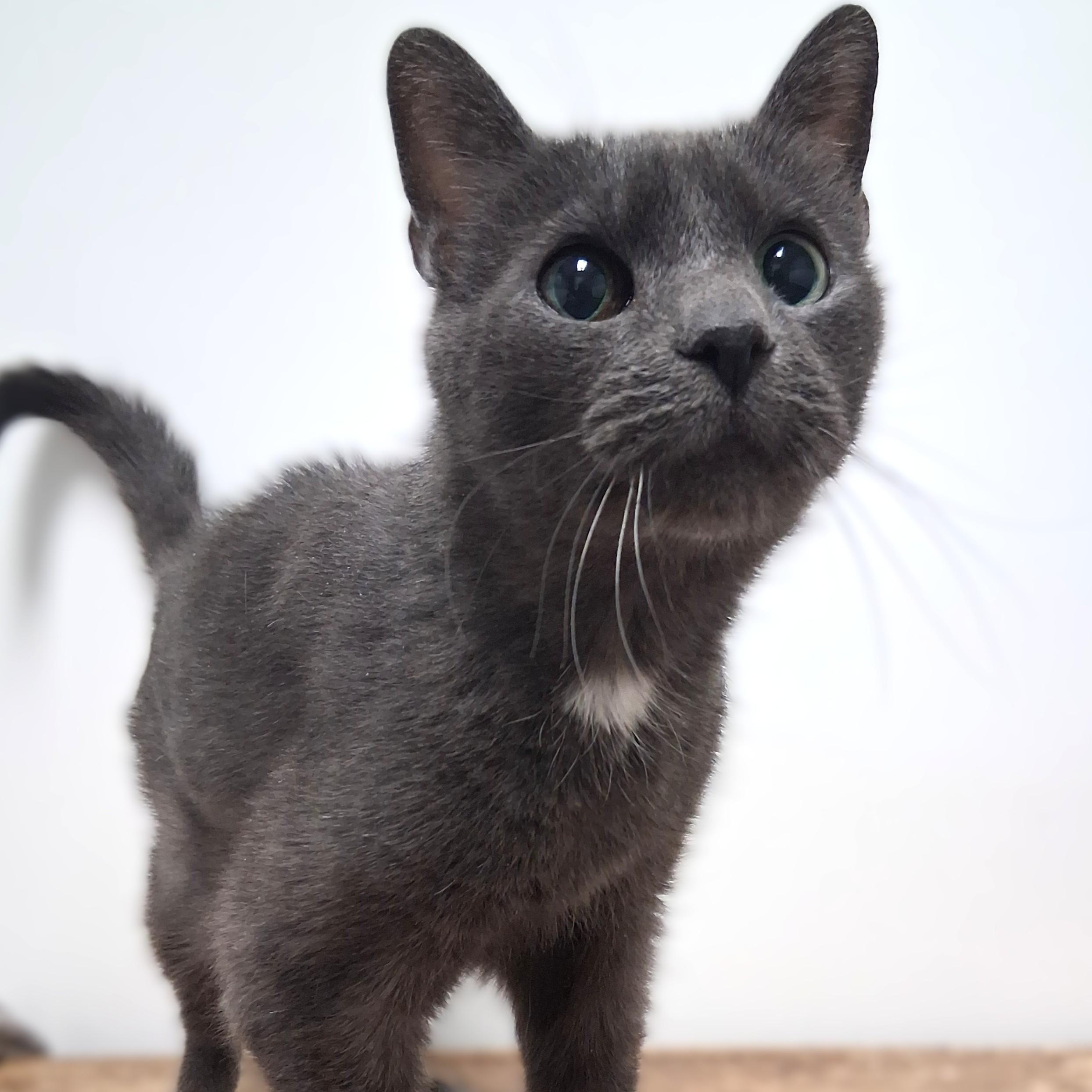 Enlarge Sherry, an adopted Domestic Short Hair in Belmont, NY image 2/2