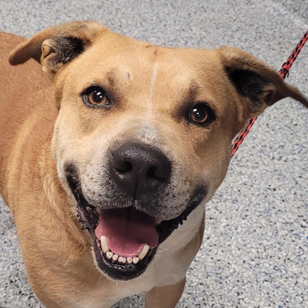 Courage, Adoptable, Adult Male Labrador Retriever.