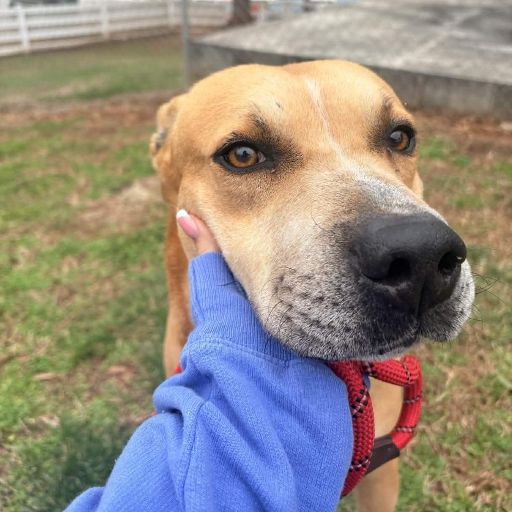 Enlarge Courage, a Adoptable mixed breed in Greenville, SC image 2/6