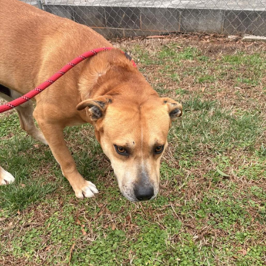 Enlarge Courage, a Adoptable mixed breed in Greenville, SC image 3/6