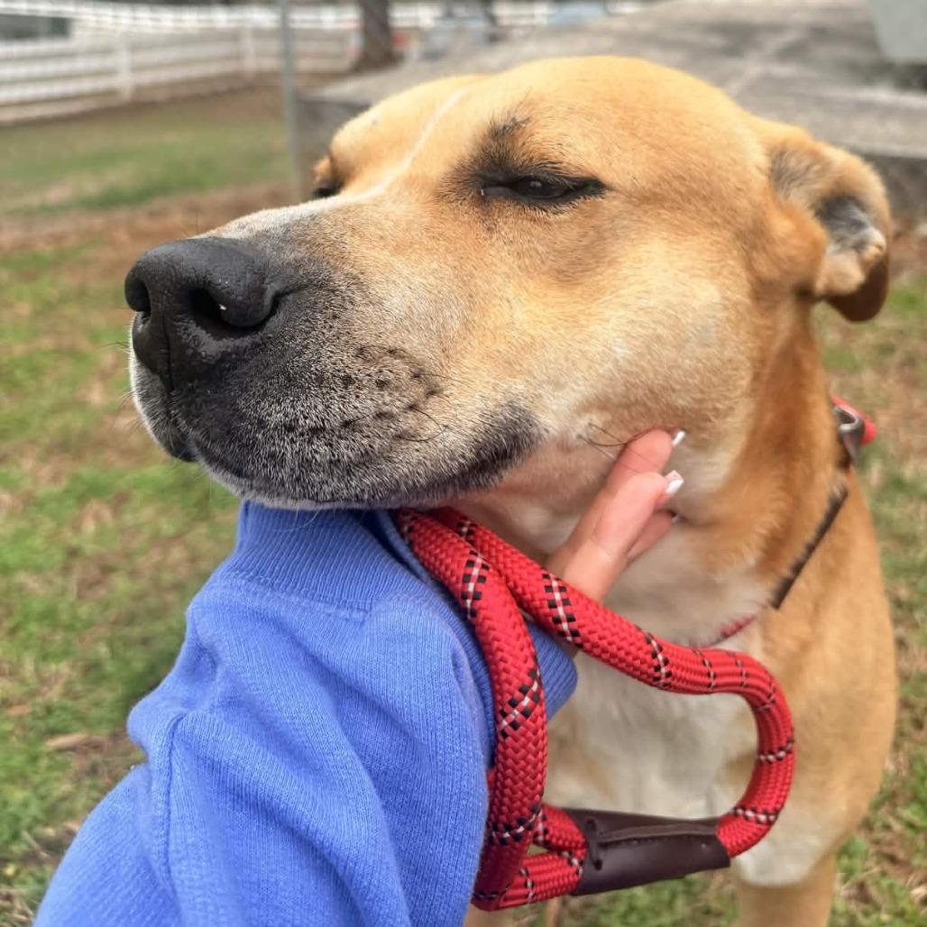 Enlarge Courage, a Adoptable mixed breed in Greenville, SC image 4/6