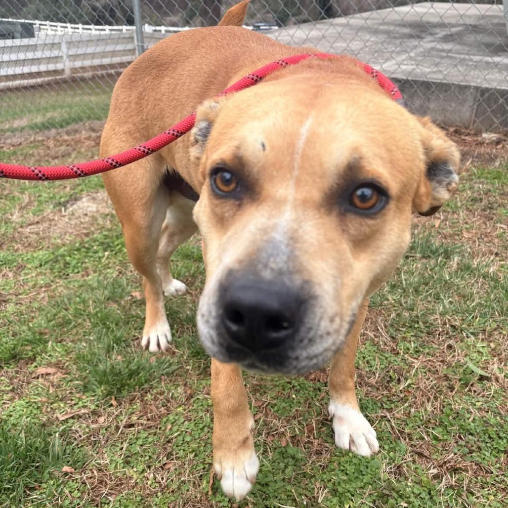 Enlarge Courage, a Adoptable mixed breed in Greenville, SC image 5/6
