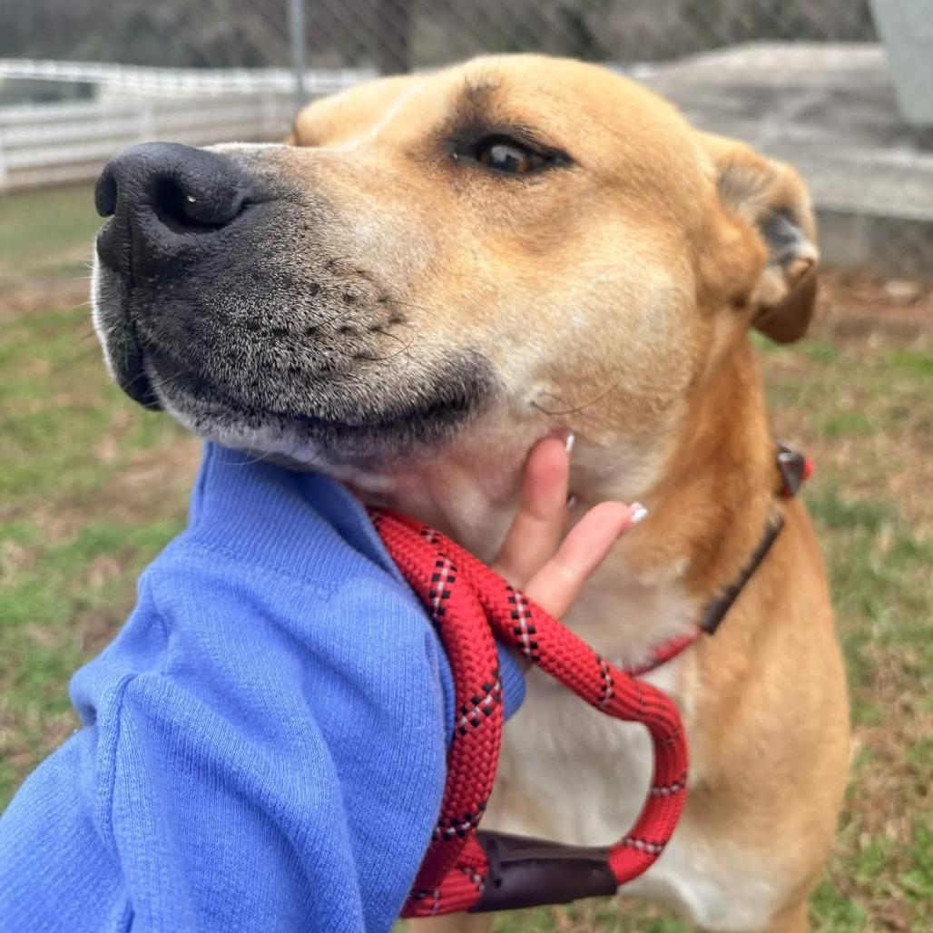 Enlarge Courage, a Adoptable mixed breed in Greenville, SC image 6/6