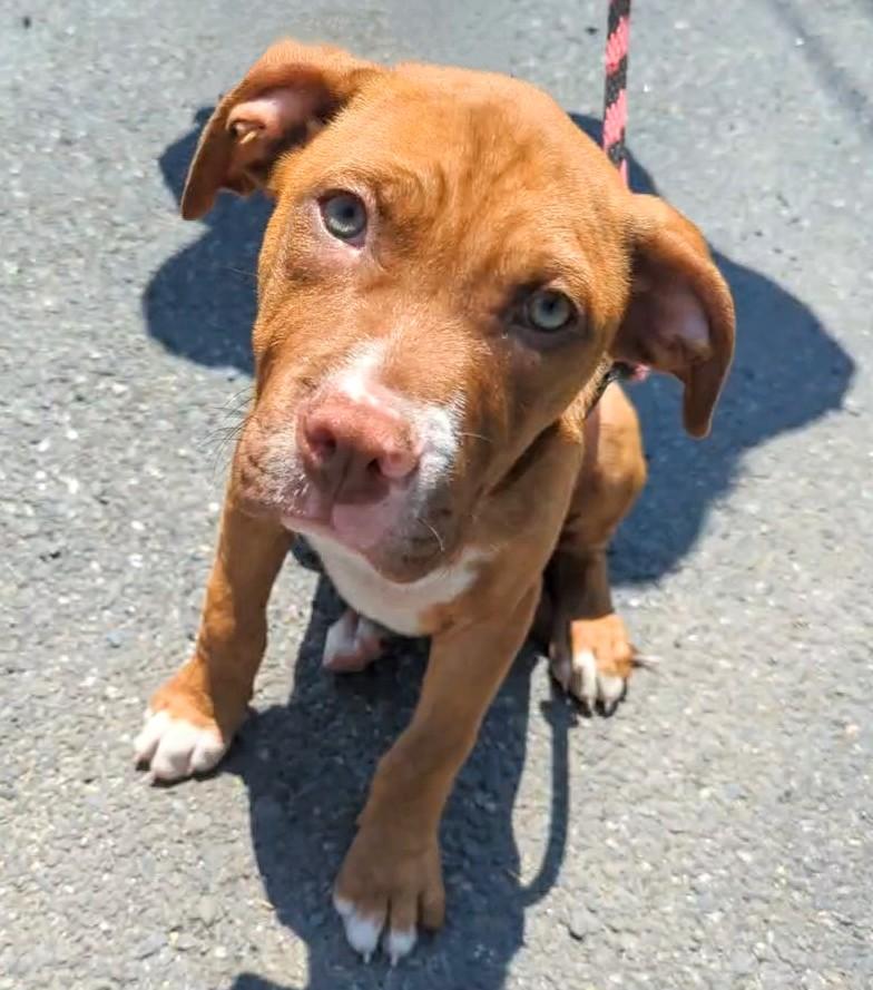 Rambo, Baby Male American Staffordshire Terrier