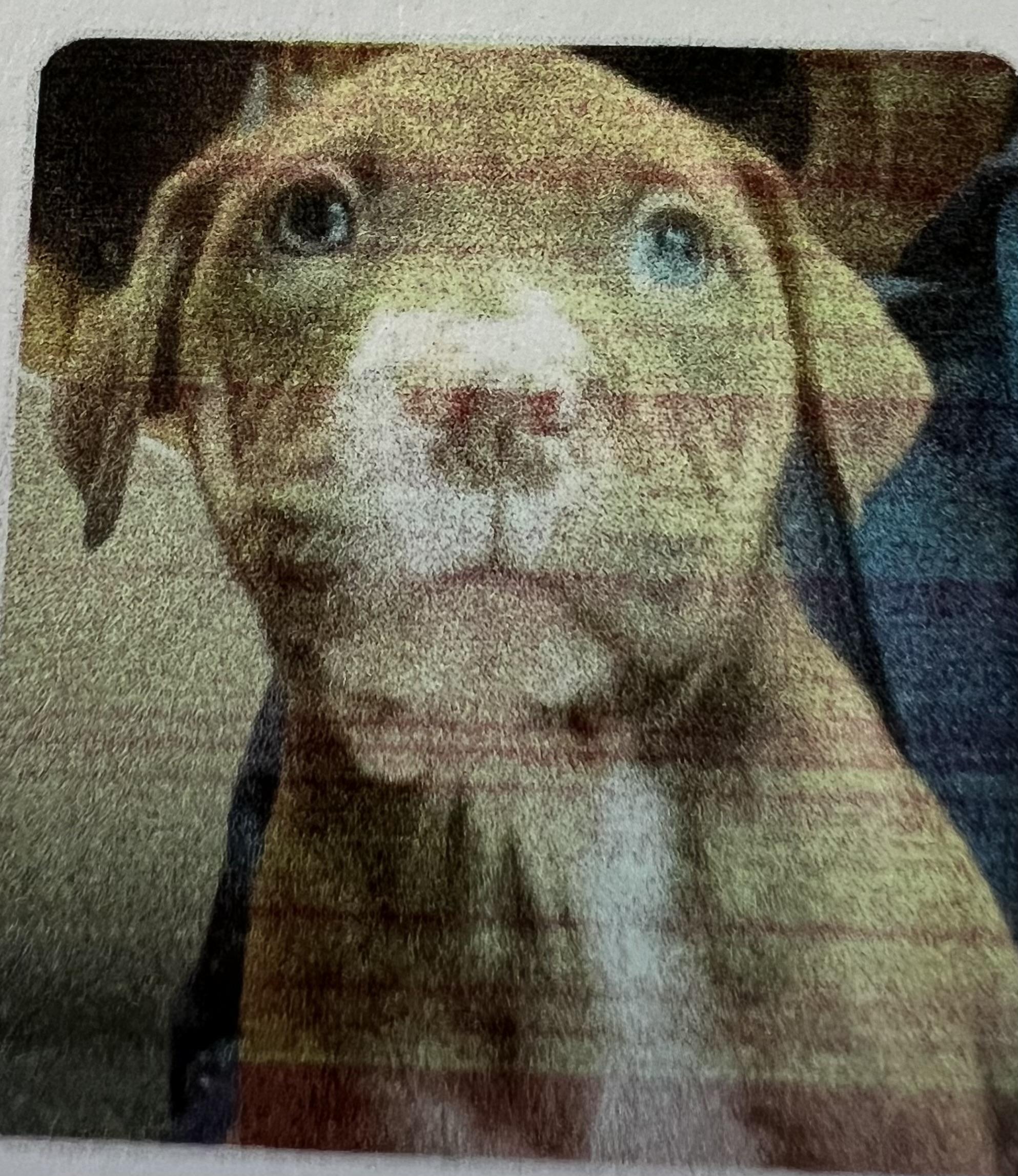 Rambo photo 2