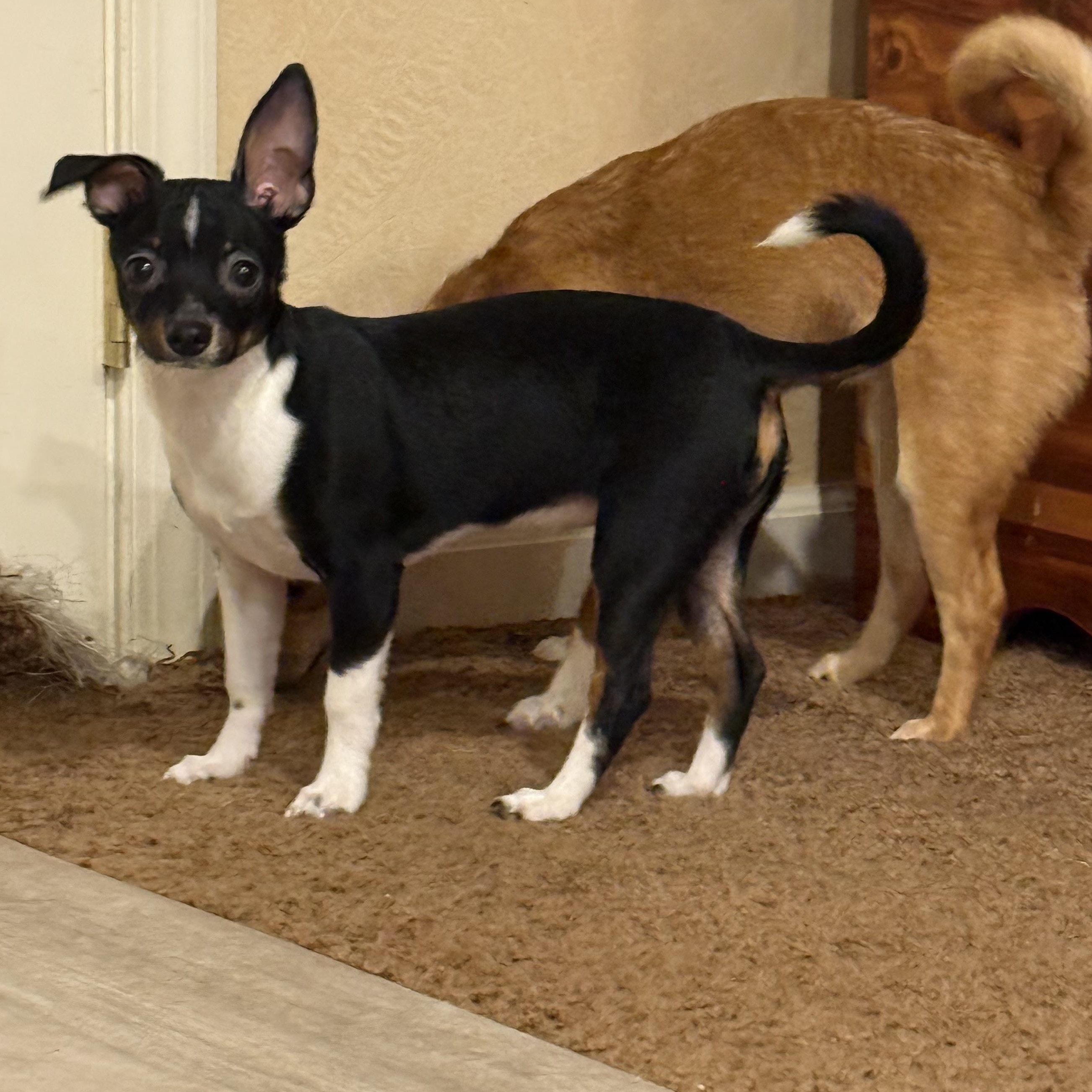 Mika, ADOPTABLE, Young Female Chihuahua.