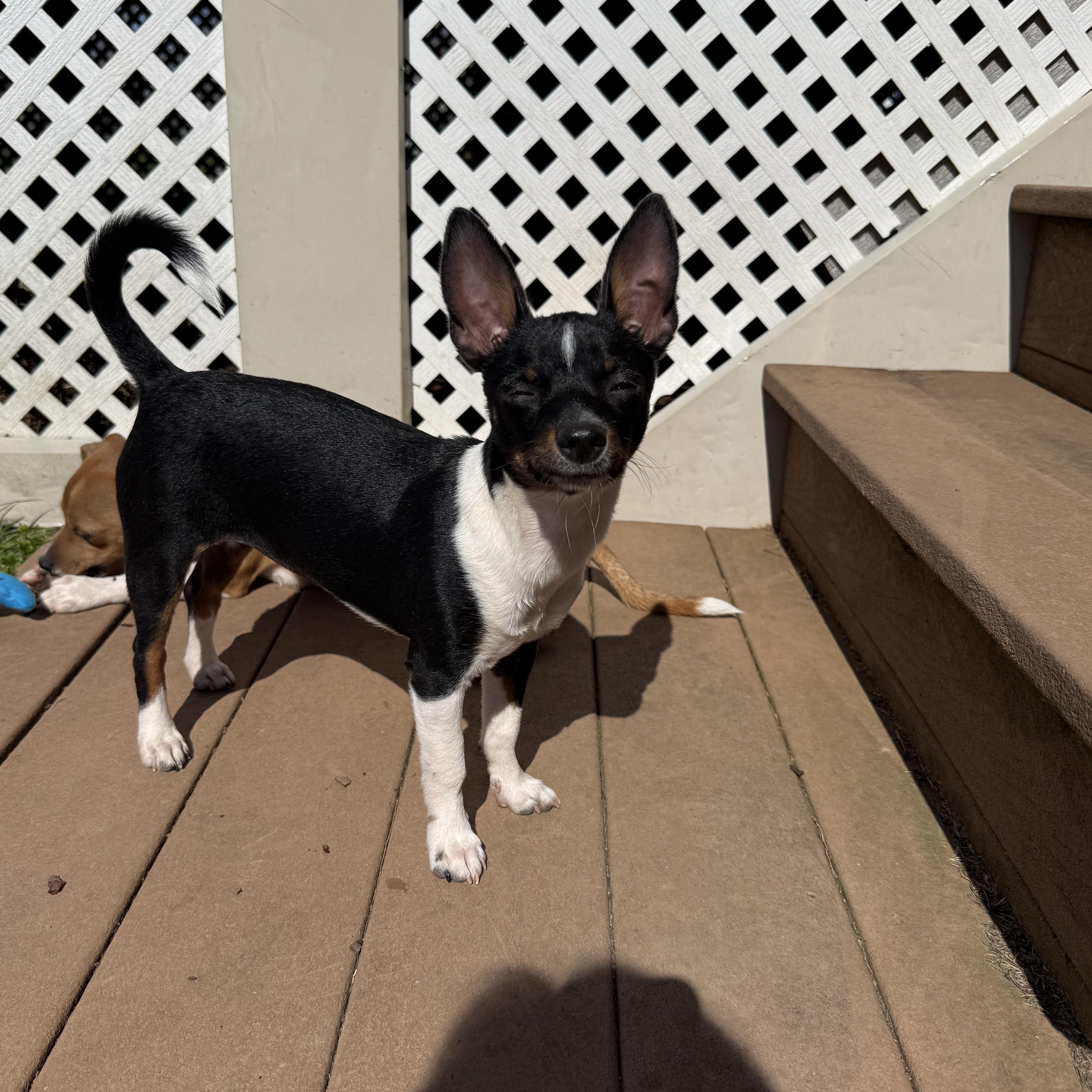 Enlarge Mika, a ADOPTABLE Chihuahua in Chalfont, PA image 1/1