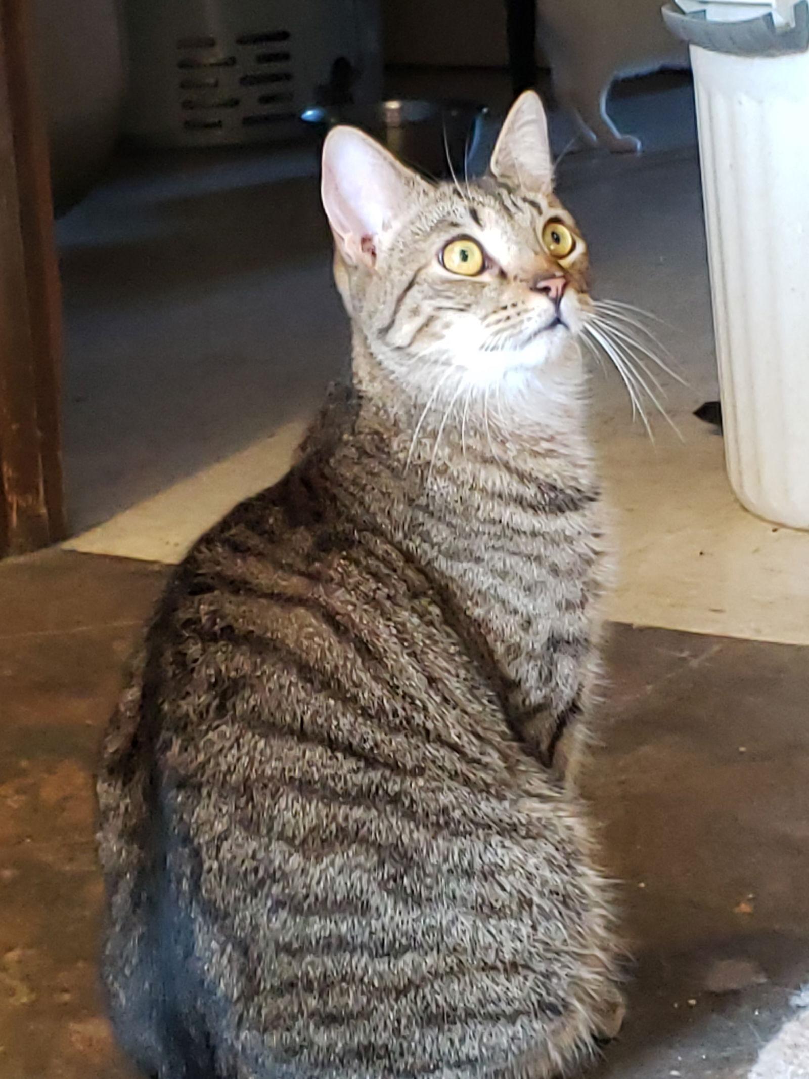 Malibu, Adoptable, Adult Female Domestic Short Hair.