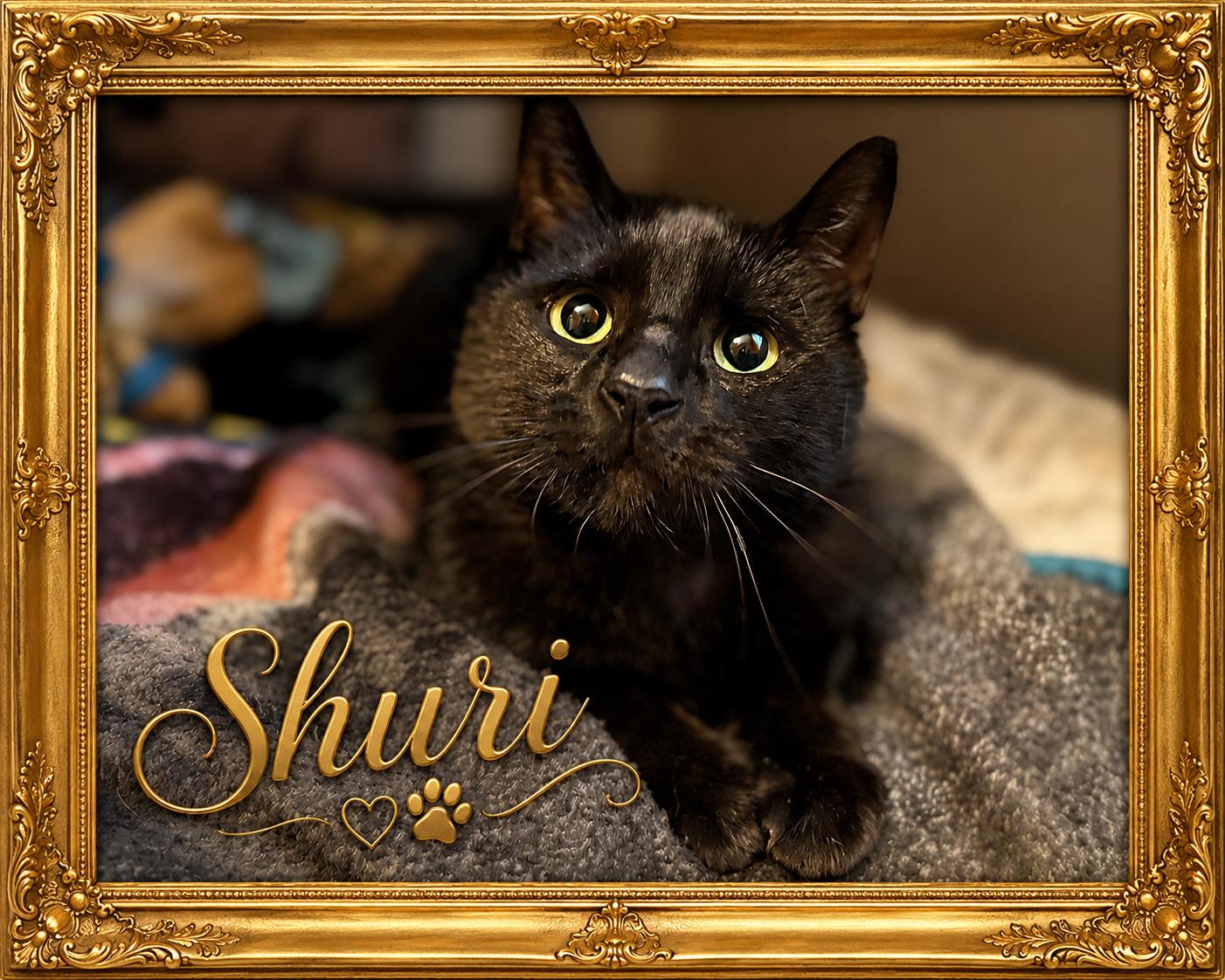 Shuri-Courtesy Post for Heart4Animals, Adoptable, Adult Female Domestic Short Hair.