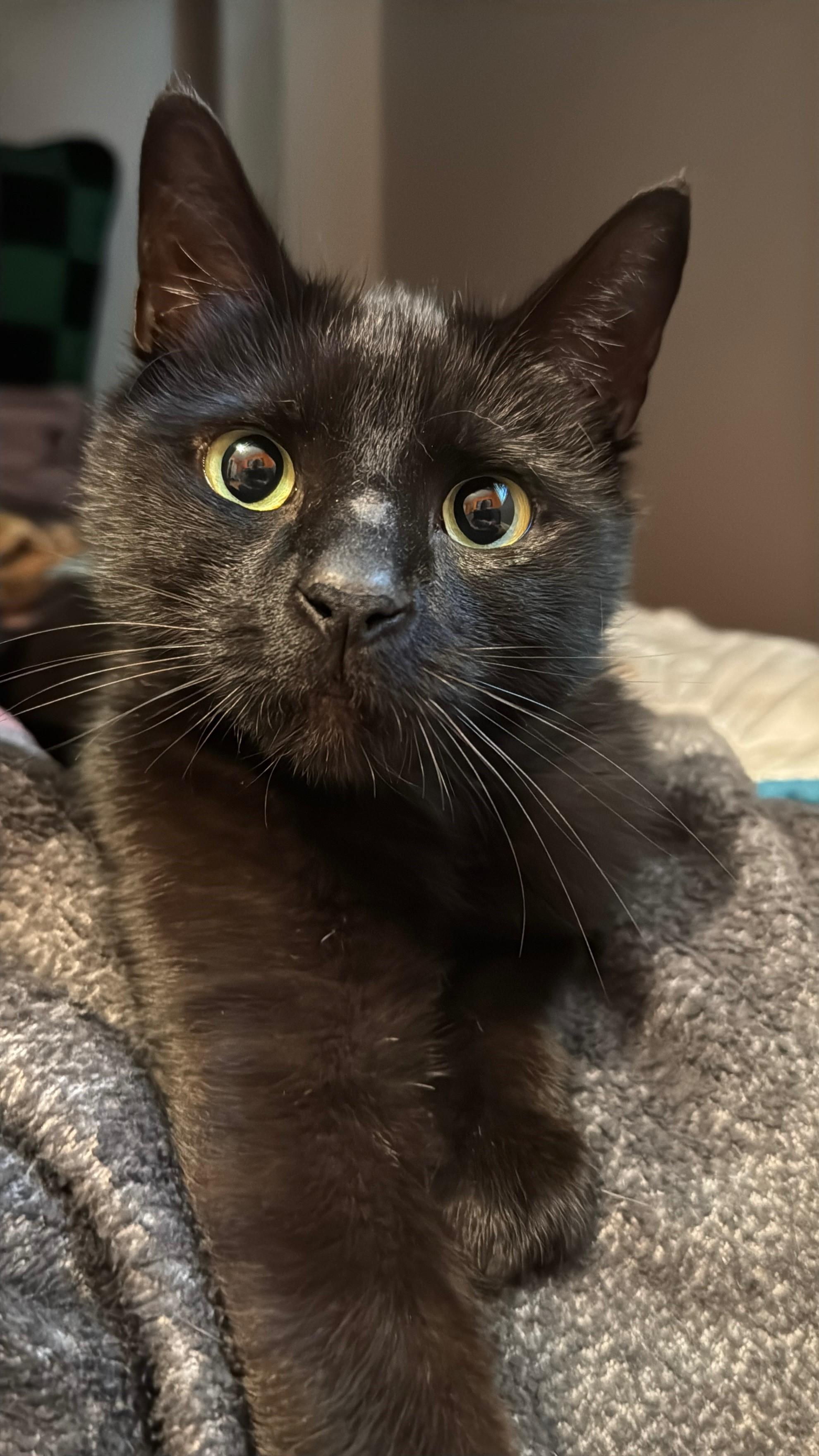 Enlarge Shuri-Courtesy Post for Heart4Animals, a Adoptable Domestic Short Hair in Laurel, MD image 4/6