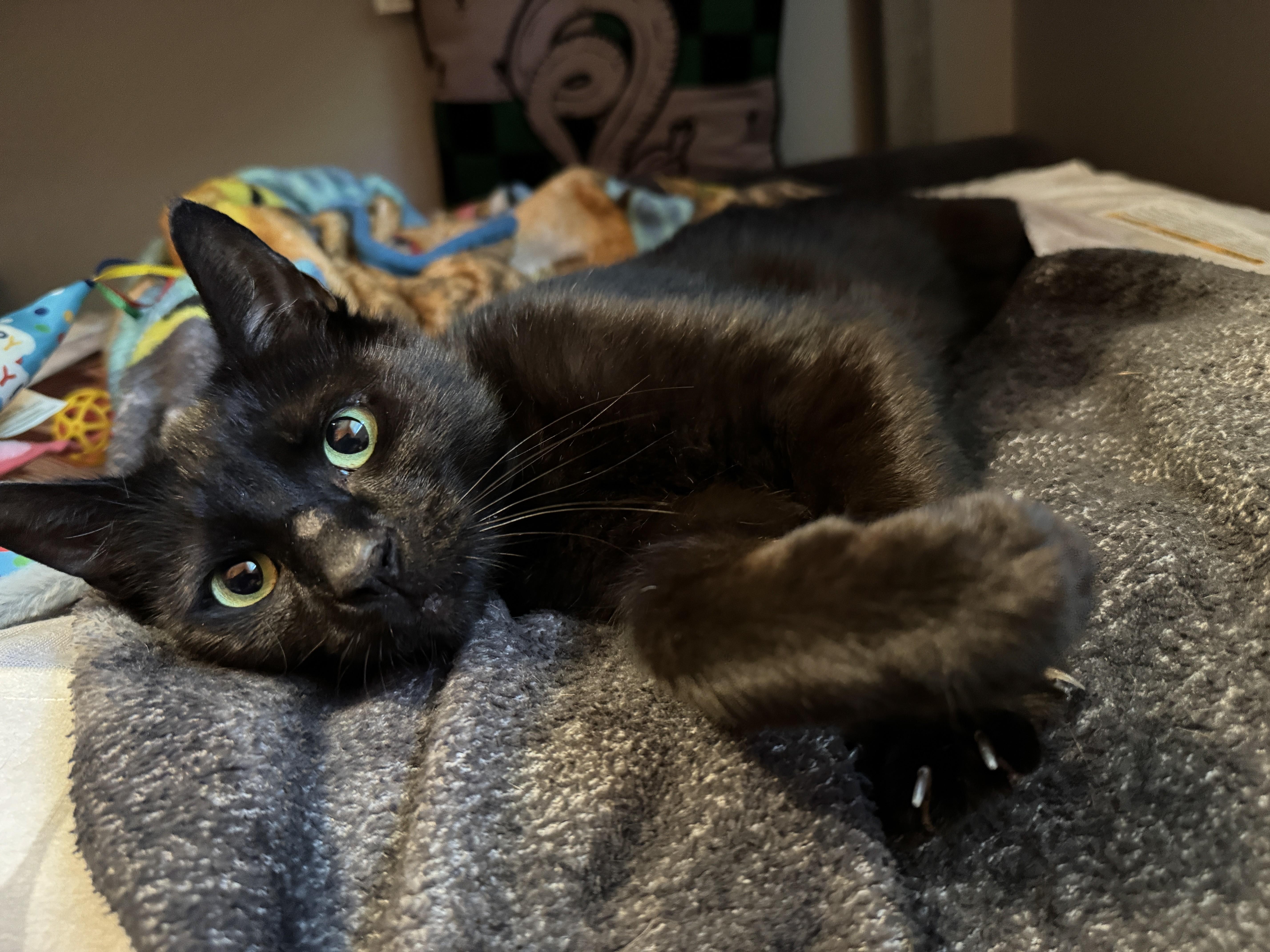 Enlarge Shuri-Courtesy Post for Heart4Animals, a Adoptable Domestic Short Hair in Laurel, MD image 2/6