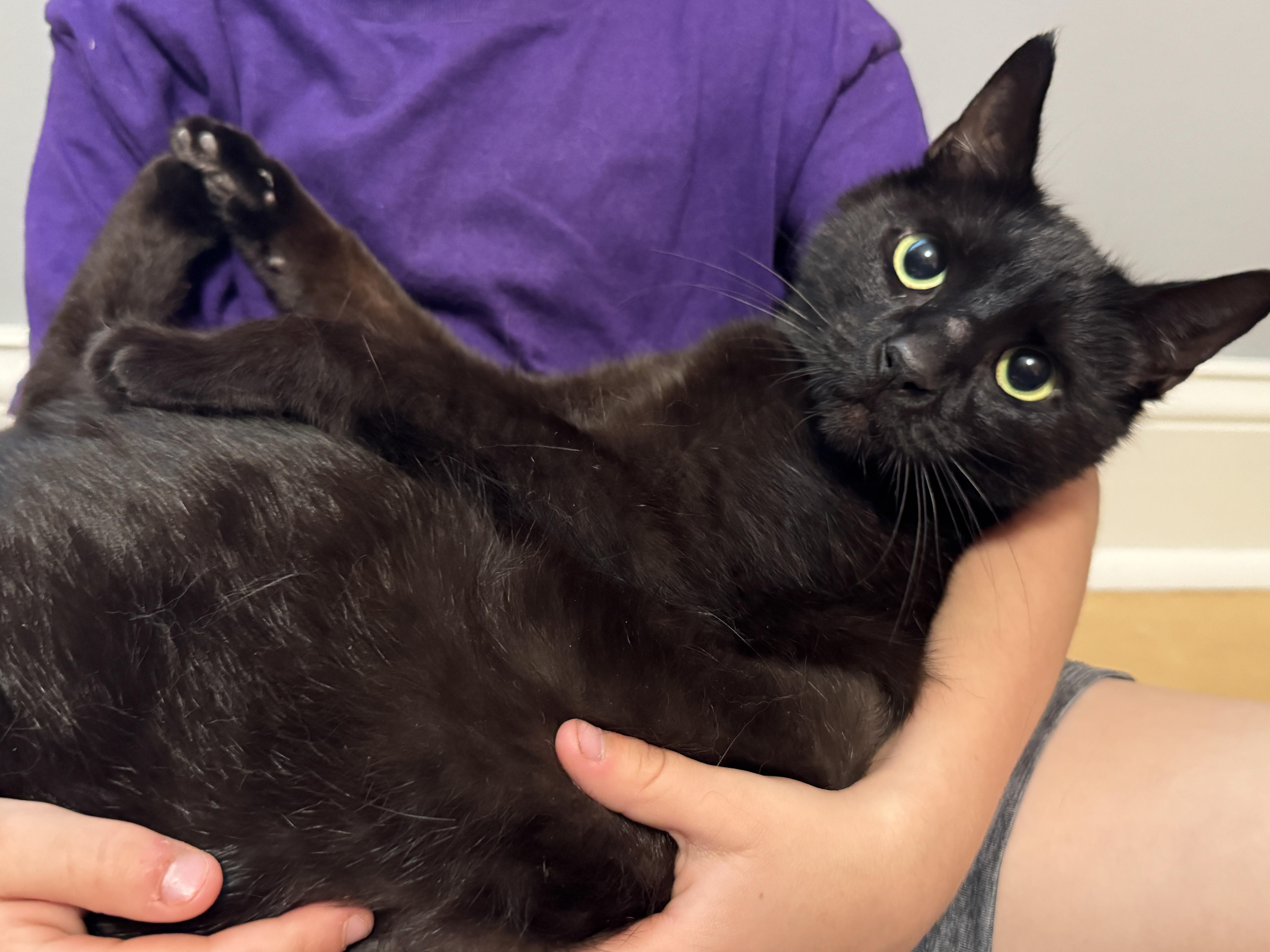 Enlarge Shuri-Courtesy Post for Heart4Animals, a Adoptable Domestic Short Hair in Laurel, MD image 5/6