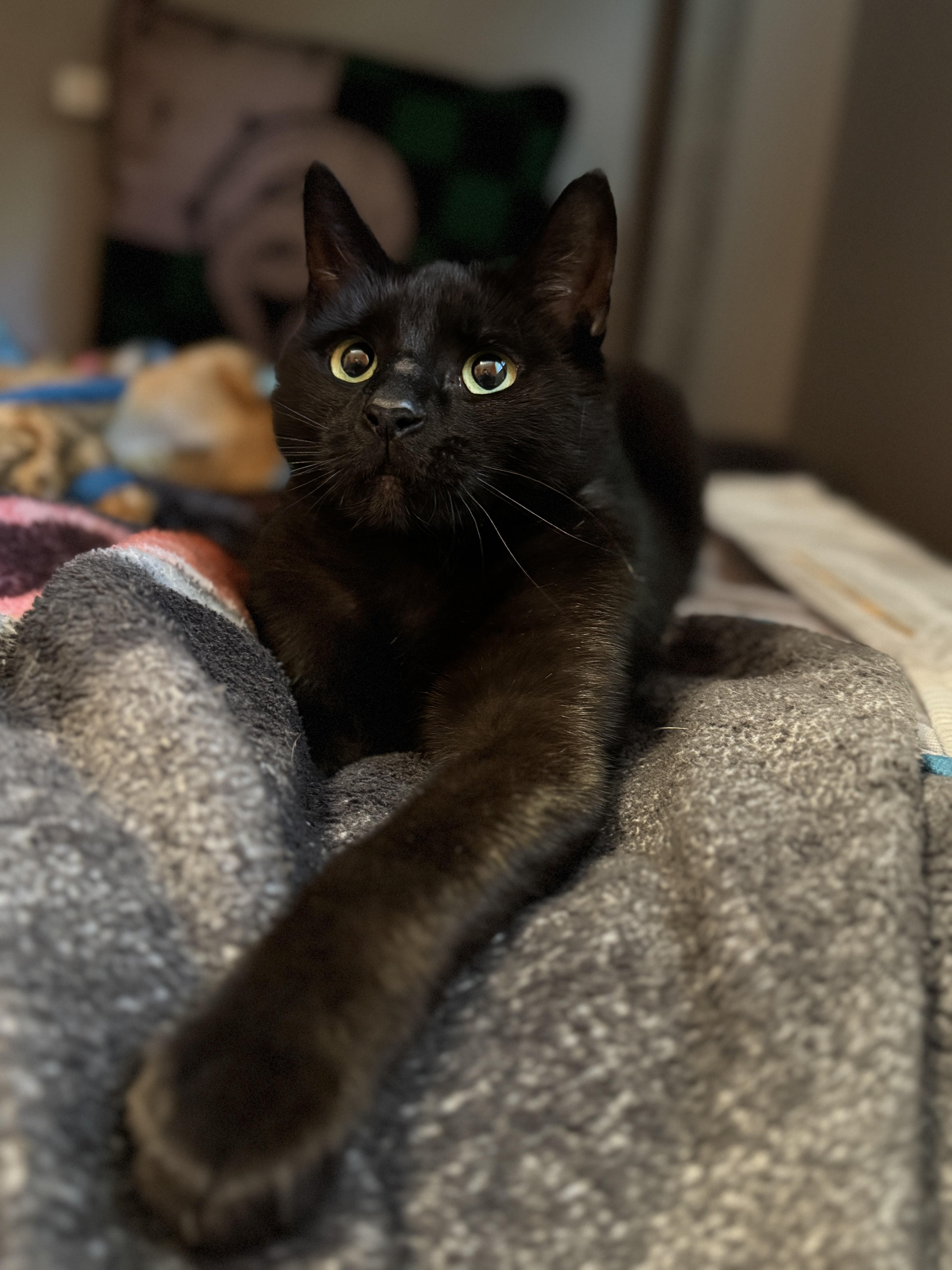 Enlarge Shuri-Courtesy Post for Heart4Animals, a Adoptable Domestic Short Hair in Laurel, MD image 3/6