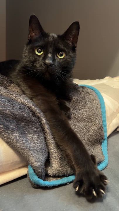 Enlarge Shuri-Courtesy Post for Heart4Animals, a Adoptable Domestic Short Hair in Laurel, MD video 6/6