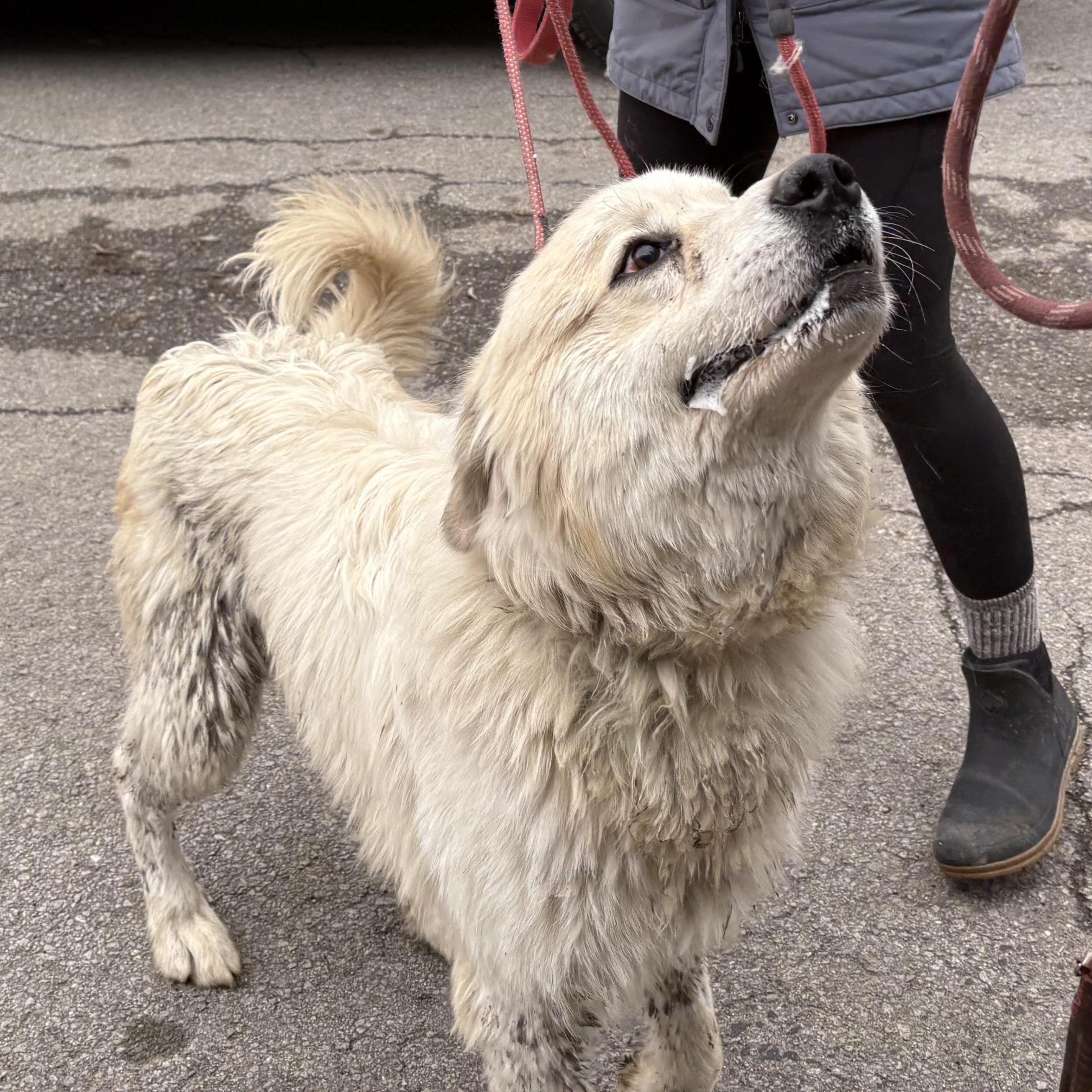 Bessie - Young Female - Needs Foster, an adoptable Great Pyrenees in Indianapolis, IN image 2/5