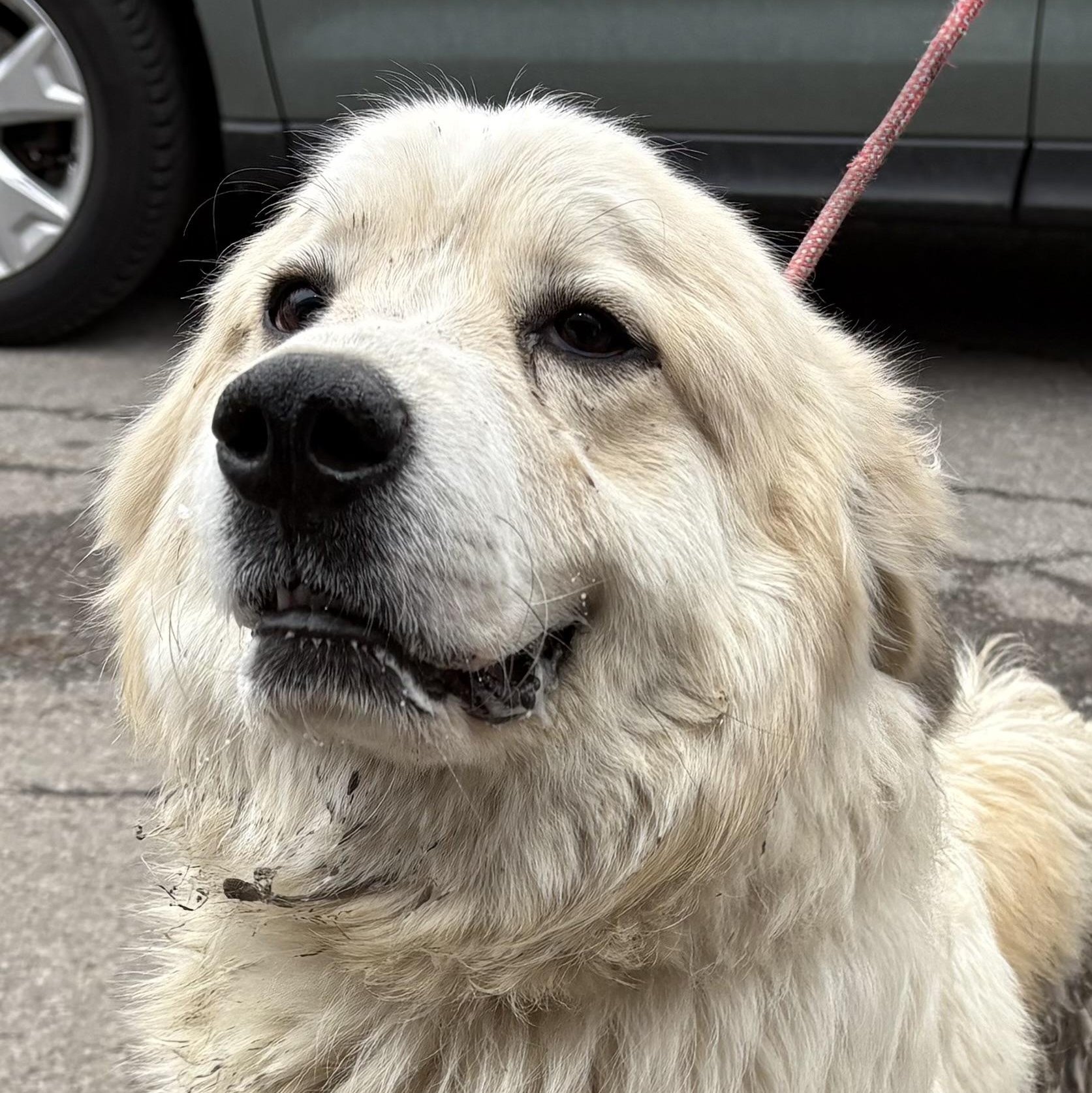 Bessie - Young Female - Needs Foster, an adoptable Great Pyrenees in Indianapolis, IN image 1/5