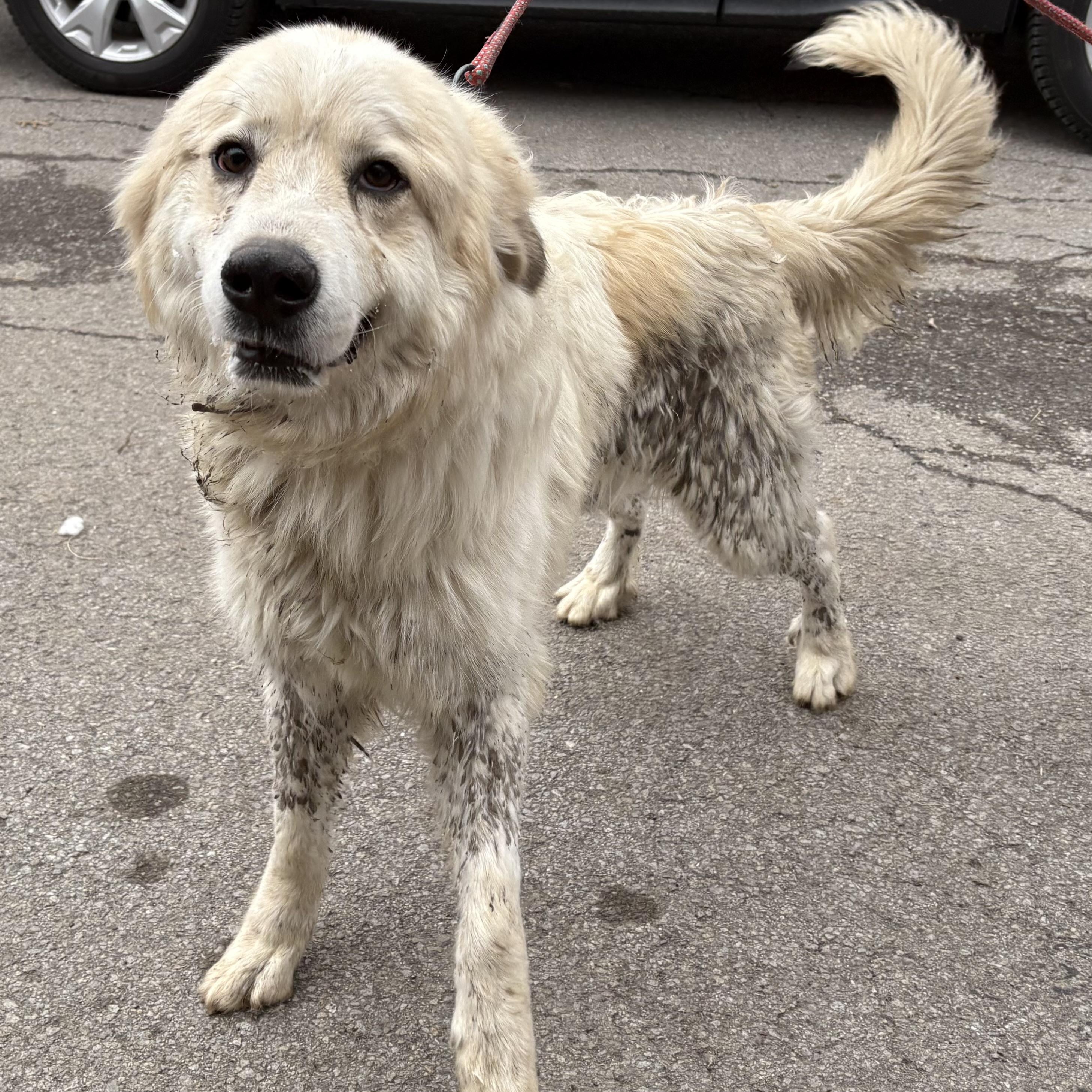 Bessie - Young Female - Needs Foster, an adoptable Great Pyrenees in Indianapolis, IN image 3/5