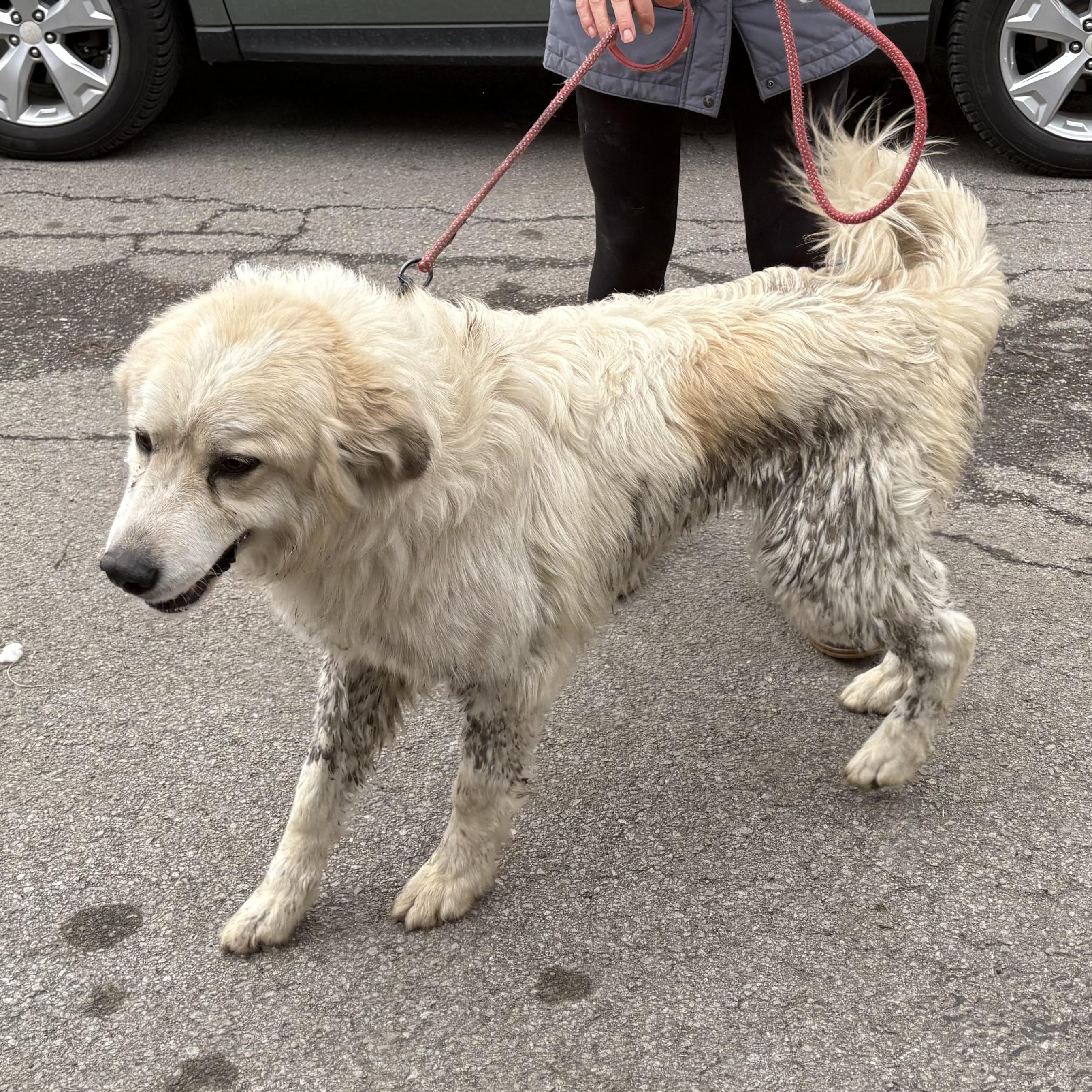 Bessie - Young Female - Needs Foster, an adoptable Great Pyrenees in Indianapolis, IN image 4/5