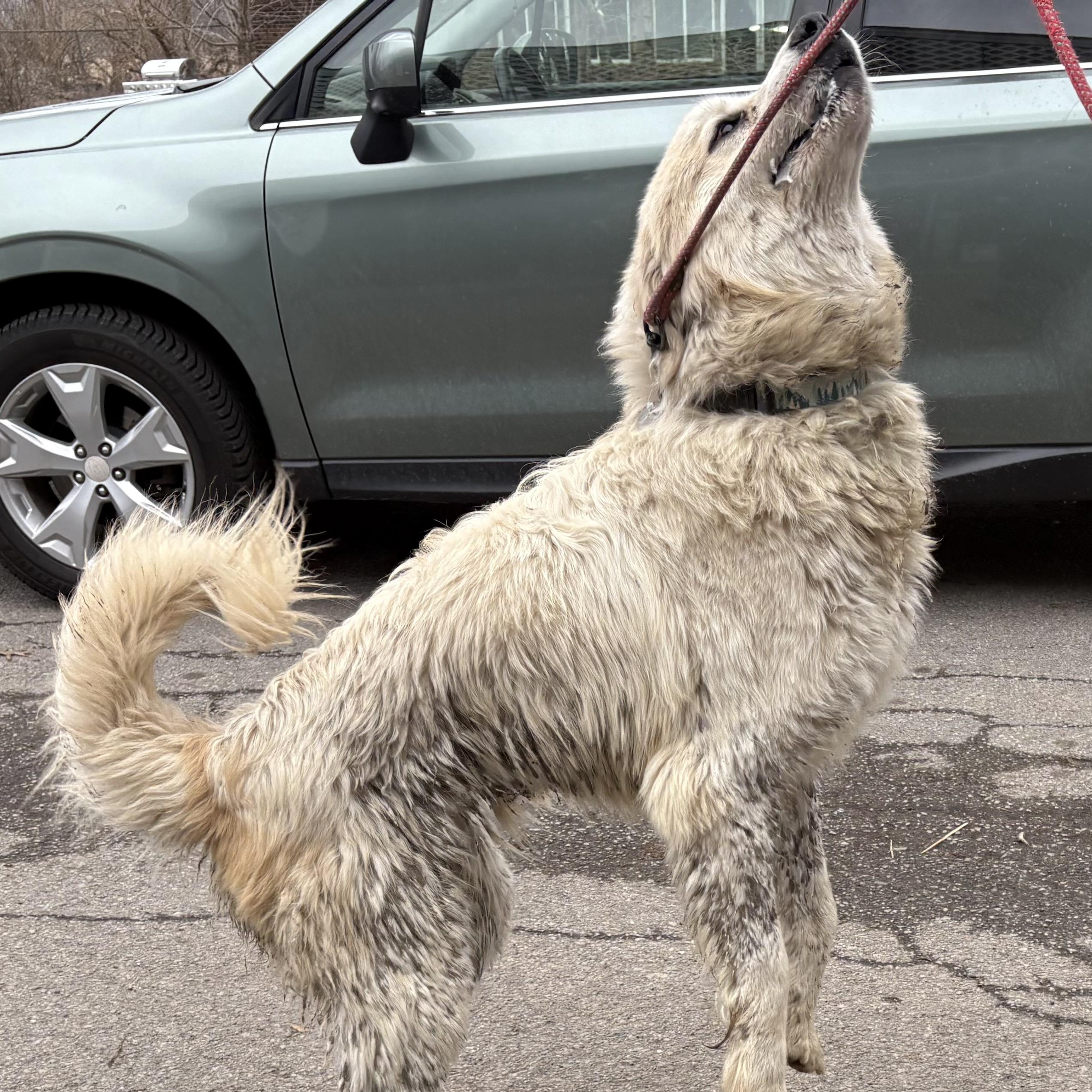 Bessie - Young Female - Needs Foster, an adoptable Great Pyrenees in Indianapolis, IN image 5/5