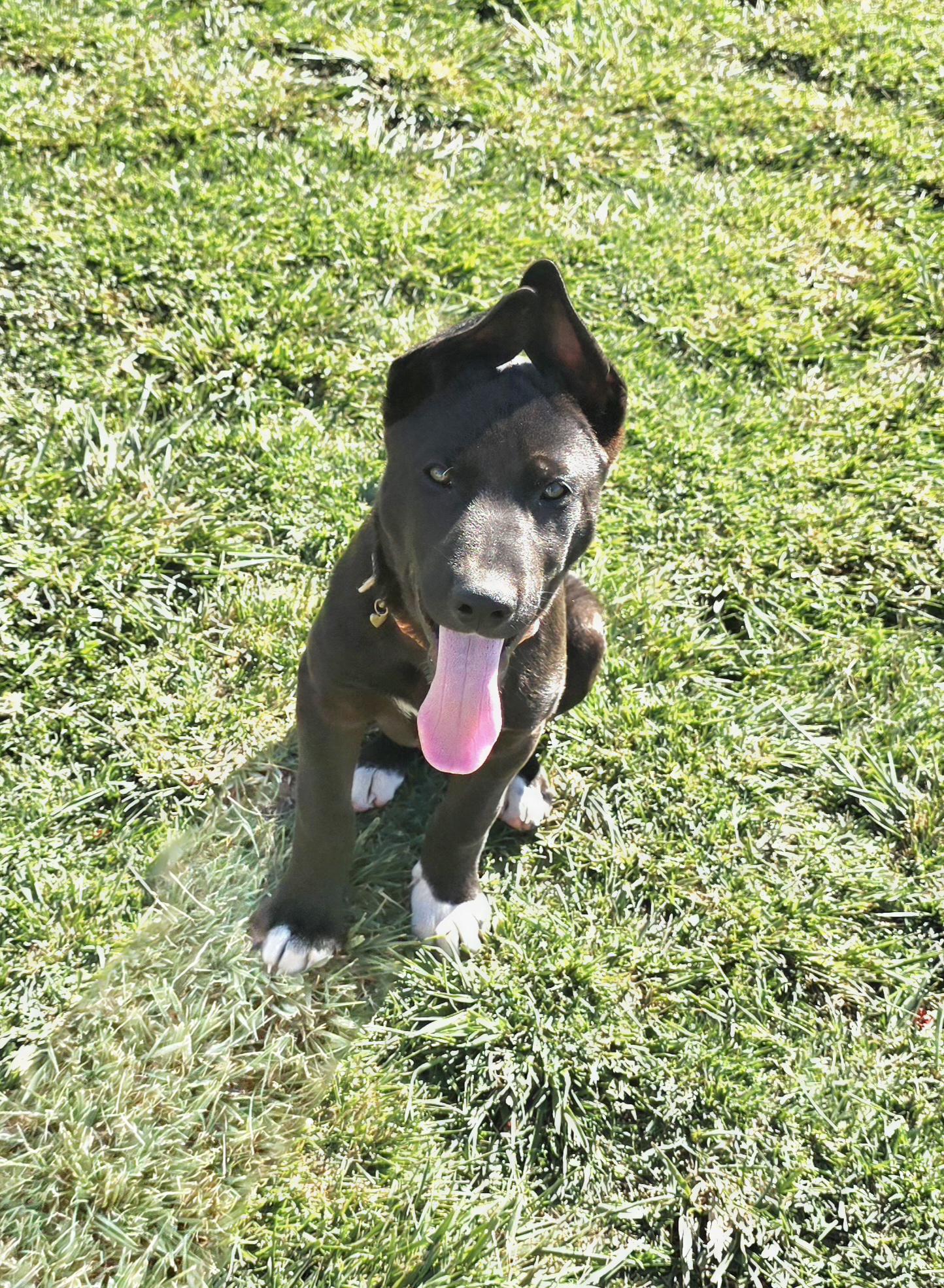 Enlarge Jamie, a ADOPTABLE mixed breed in Tracy, CA image 2/5