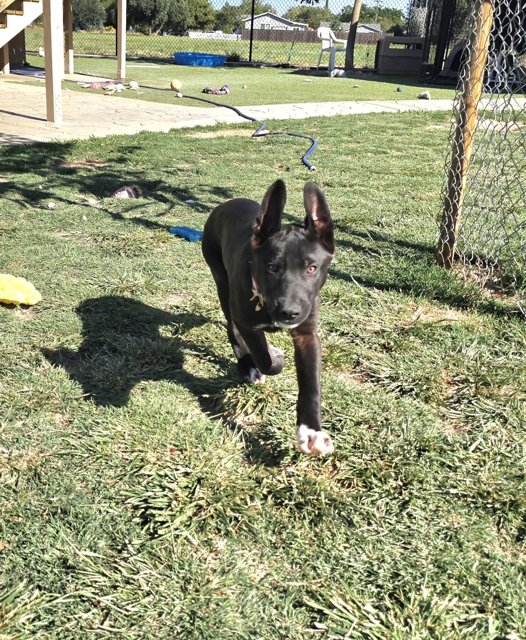 Enlarge Jamie, a ADOPTABLE mixed breed in Tracy, CA image 3/5