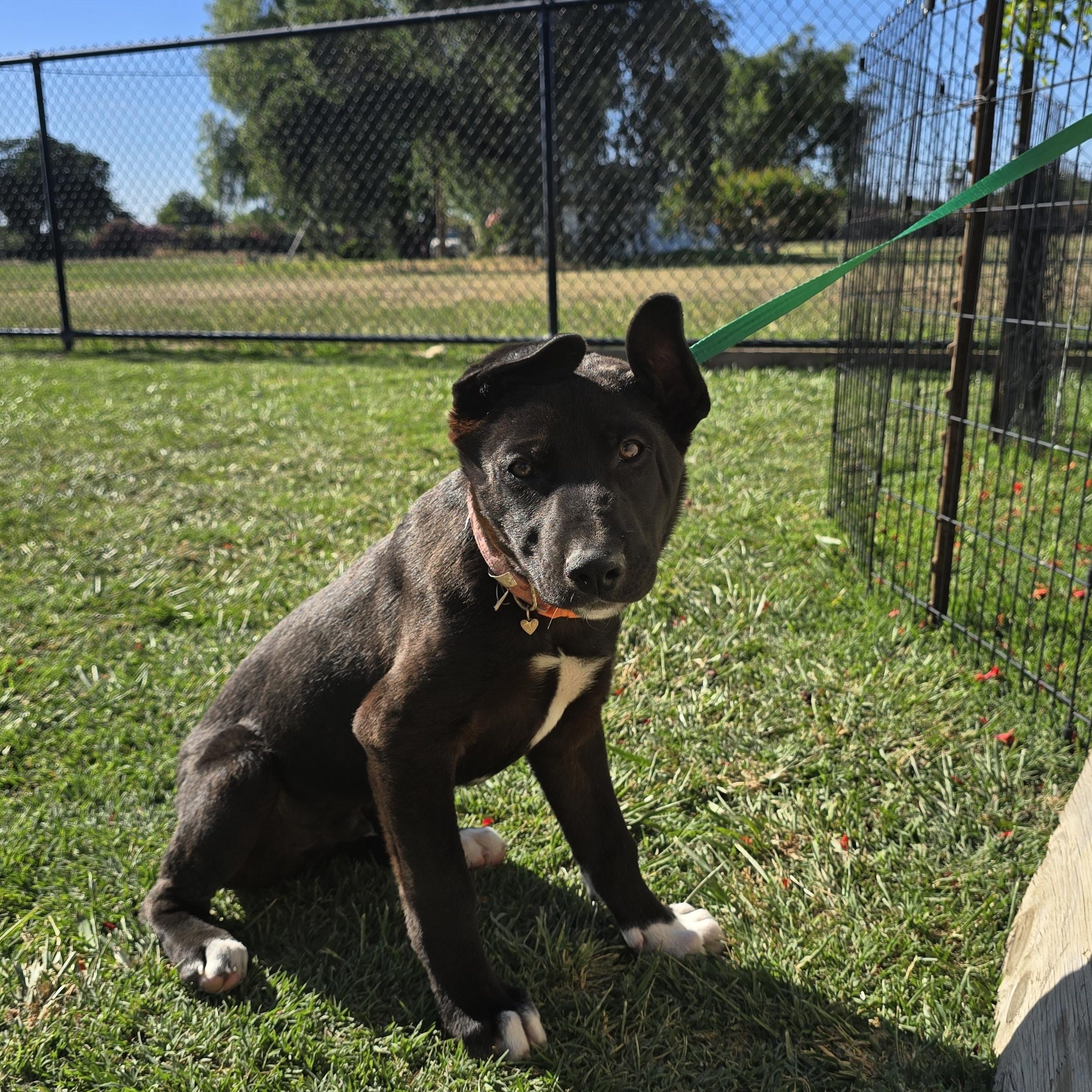 Enlarge Jamie, a ADOPTABLE mixed breed in Tracy, CA image 4/5