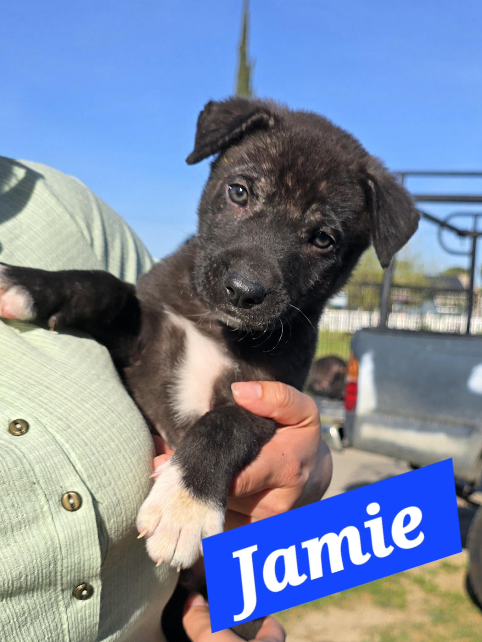 Enlarge Jamie, a ADOPTABLE mixed breed in Tracy, CA image 3/4