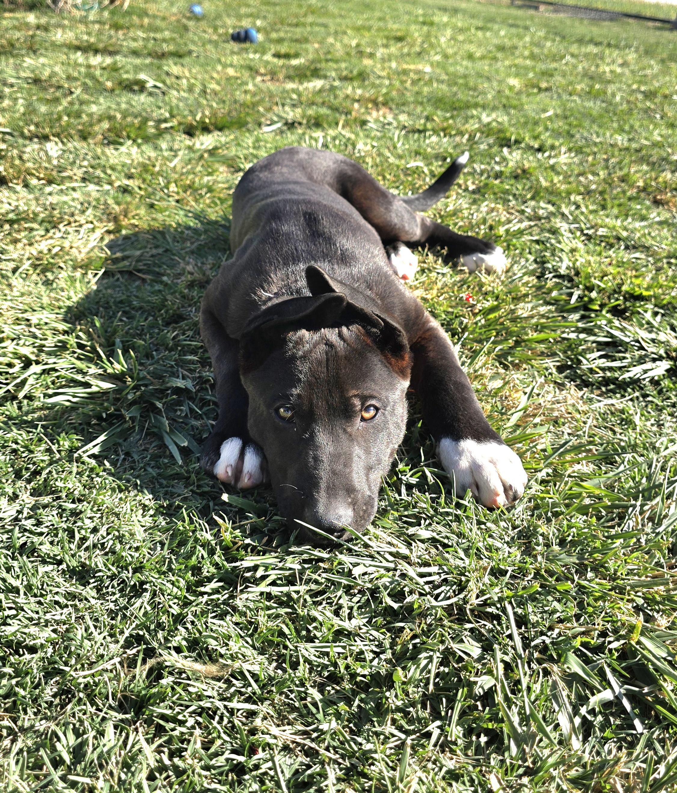 Enlarge Jamie, a ADOPTABLE mixed breed in Tracy, CA image 1/5