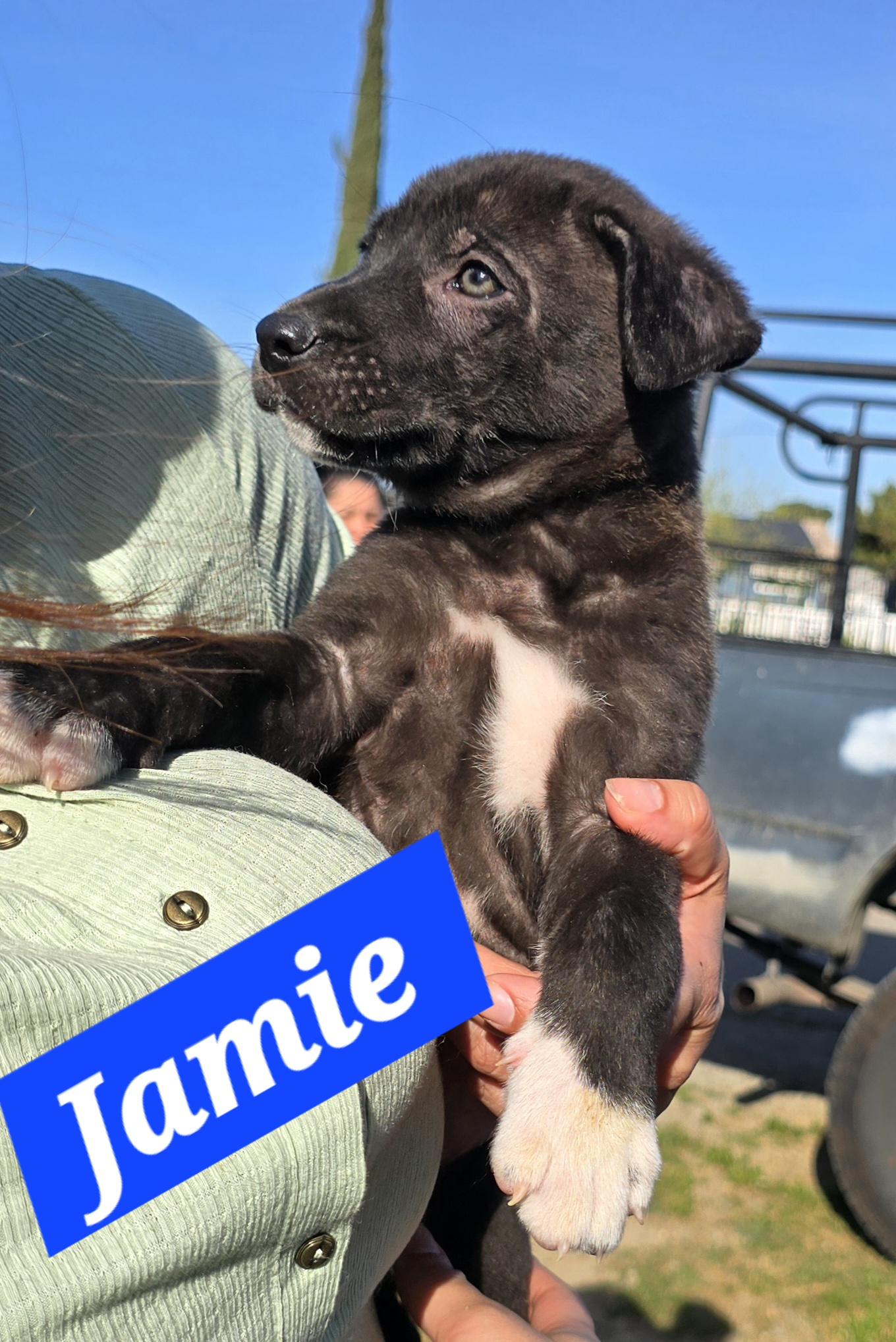 Enlarge Jamie, a ADOPTABLE mixed breed in Tracy, CA image 4/4