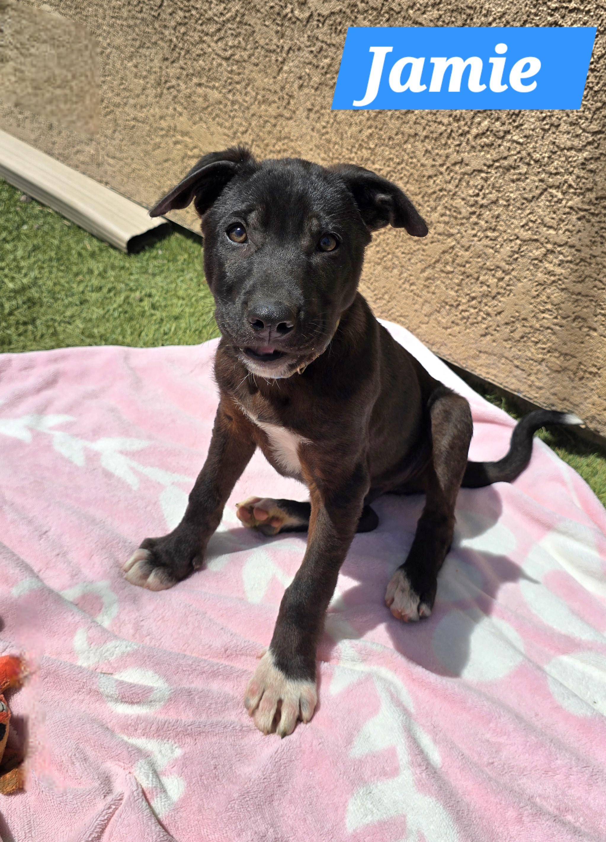 Enlarge Jamie, a ADOPTABLE mixed breed in Tracy, CA image 2/4