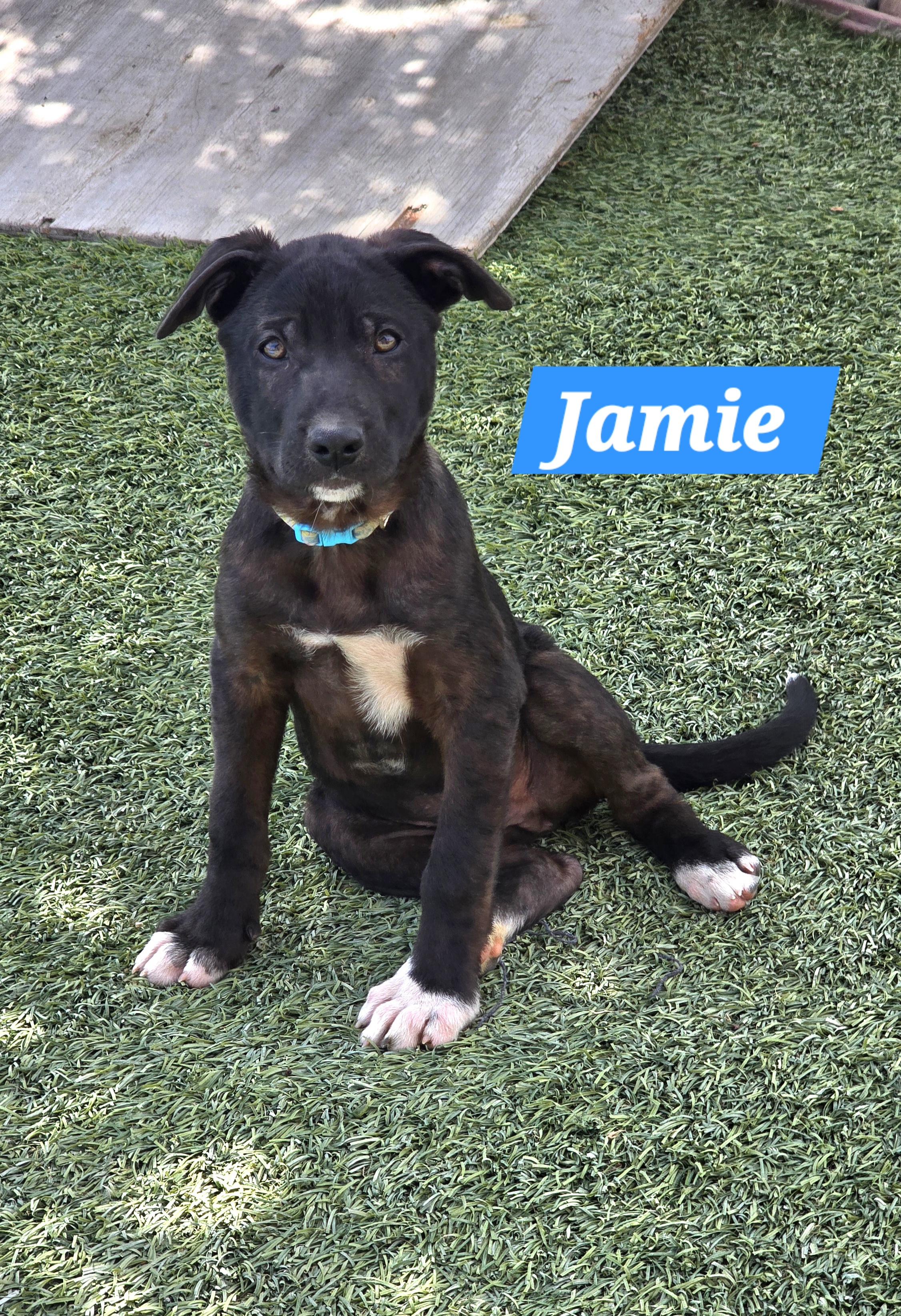 Enlarge Jamie, a ADOPTABLE mixed breed in Tracy, CA image 1/4