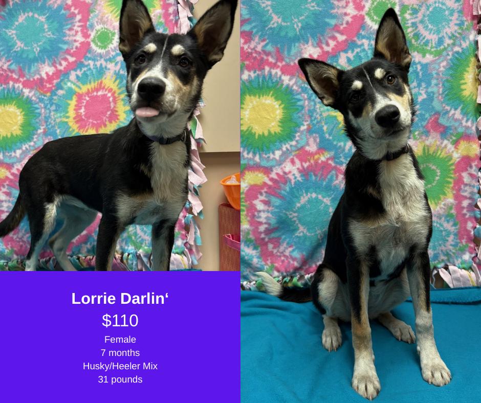 Lorrie Darlin', Adoptable, Young Female Husky & Australian Cattle Dog / Blue Heeler.
