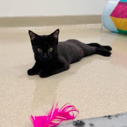 Dexter, a Adoptable mixed breed in Traverse City, MI image 2/3