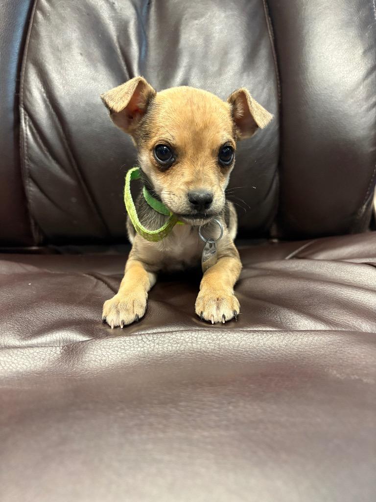 Binder Clip, Adoptable, Puppy Female Chihuahua.