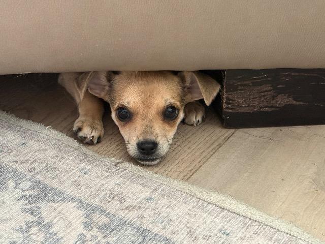 Enlarge Binder Clip, a Adoptable Chihuahua in Reno, NV image 2/3