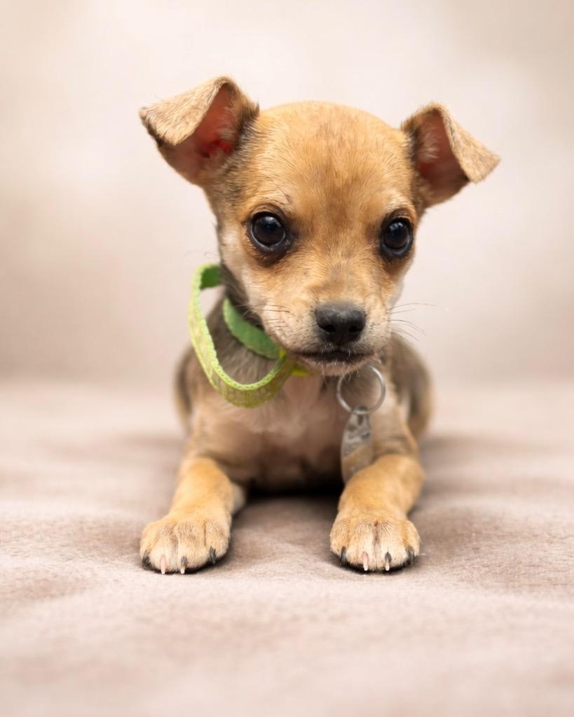 Enlarge Binder Clip, a Adoptable Chihuahua in Reno, NV image 3/3