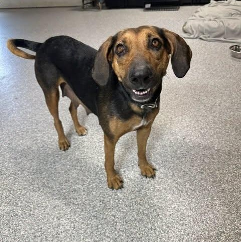 Daisy Mae, a ADOPTABLE mixed breed in Pacific, MO image 4/4