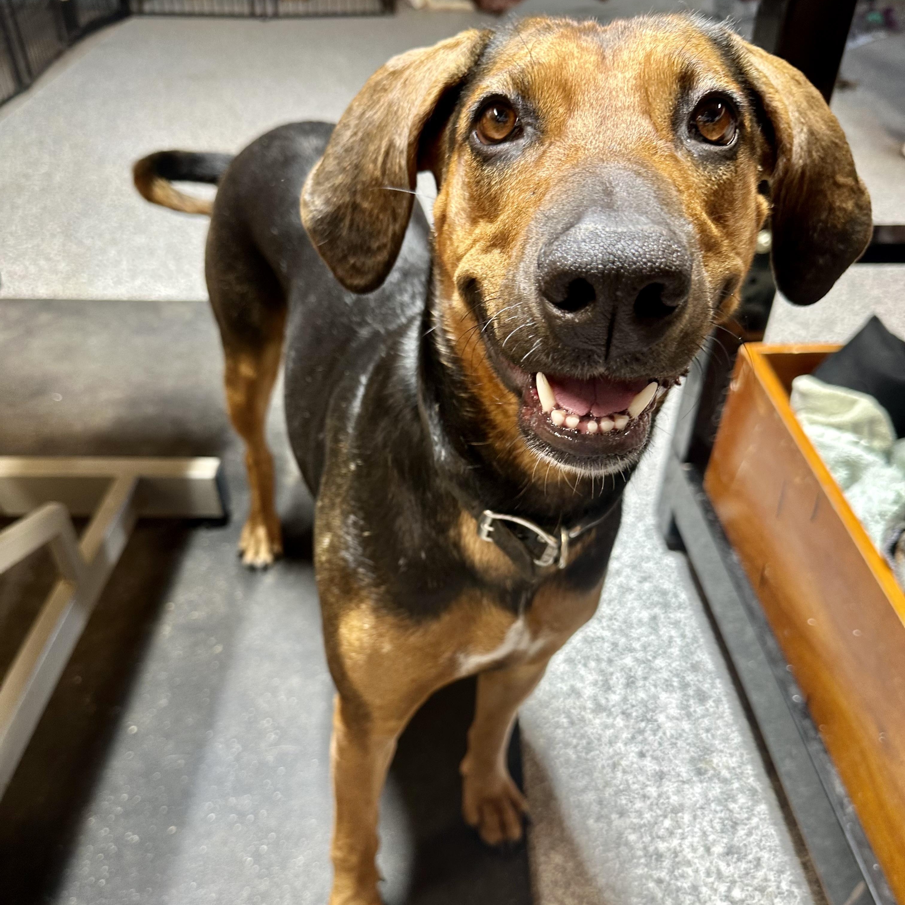 Daisy Mae, a ADOPTABLE mixed breed in Pacific, MO image 2/4