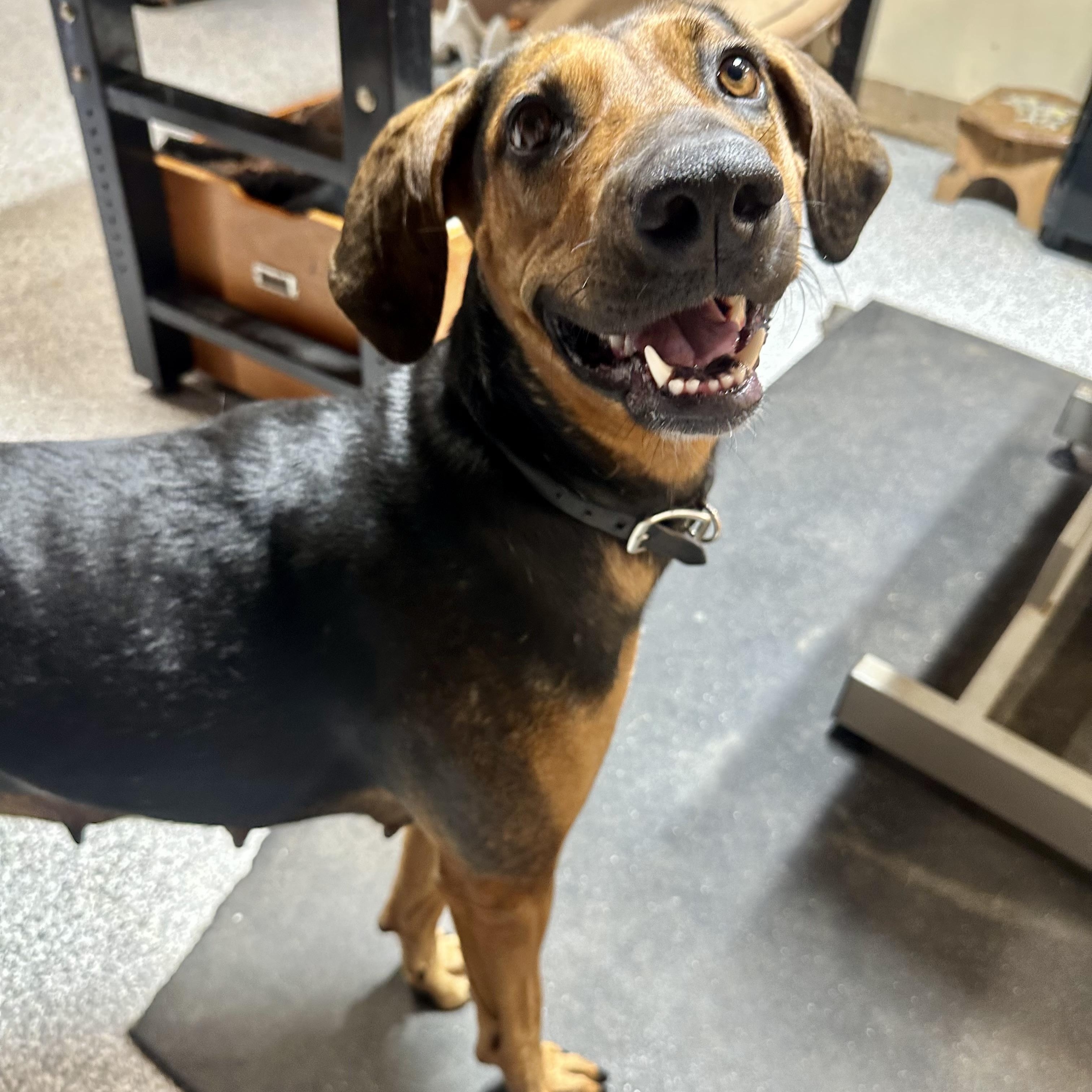 Daisy Mae, a ADOPTABLE mixed breed in Pacific, MO image 3/4