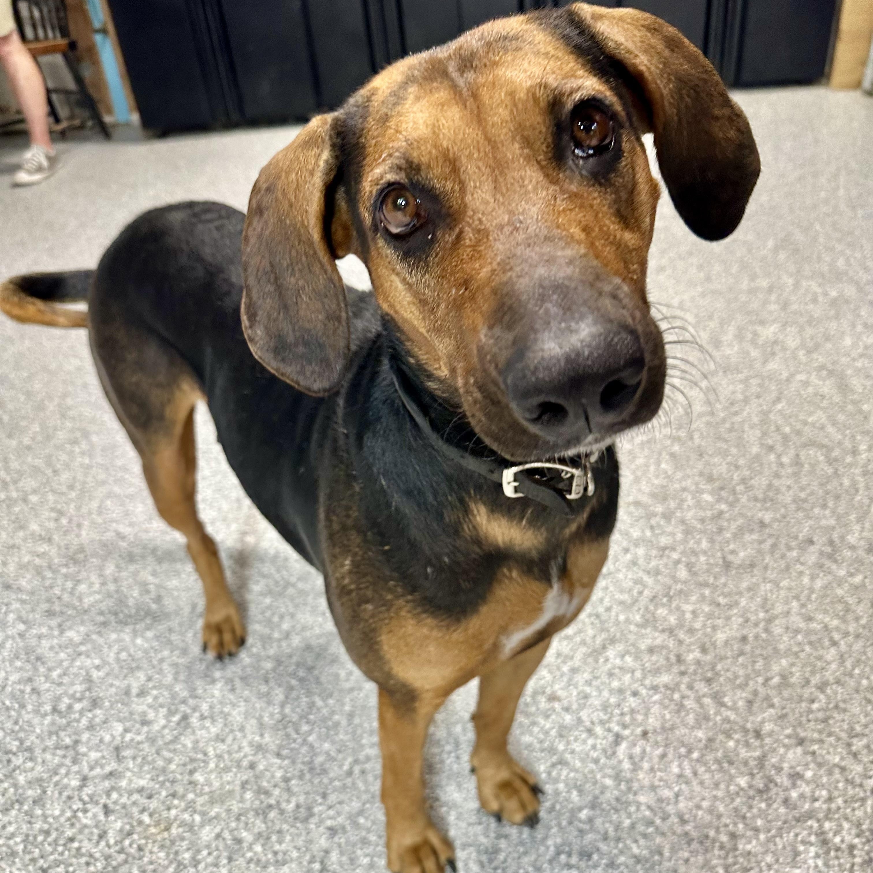 Daisy Mae, a ADOPTABLE mixed breed in Pacific, MO image 1/4