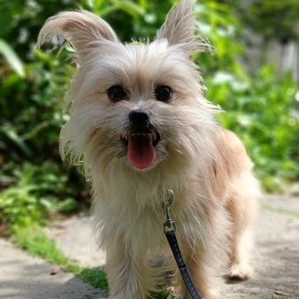 Fluff, a ADOPTABLE mixed breed in Durham, NC image 1/4