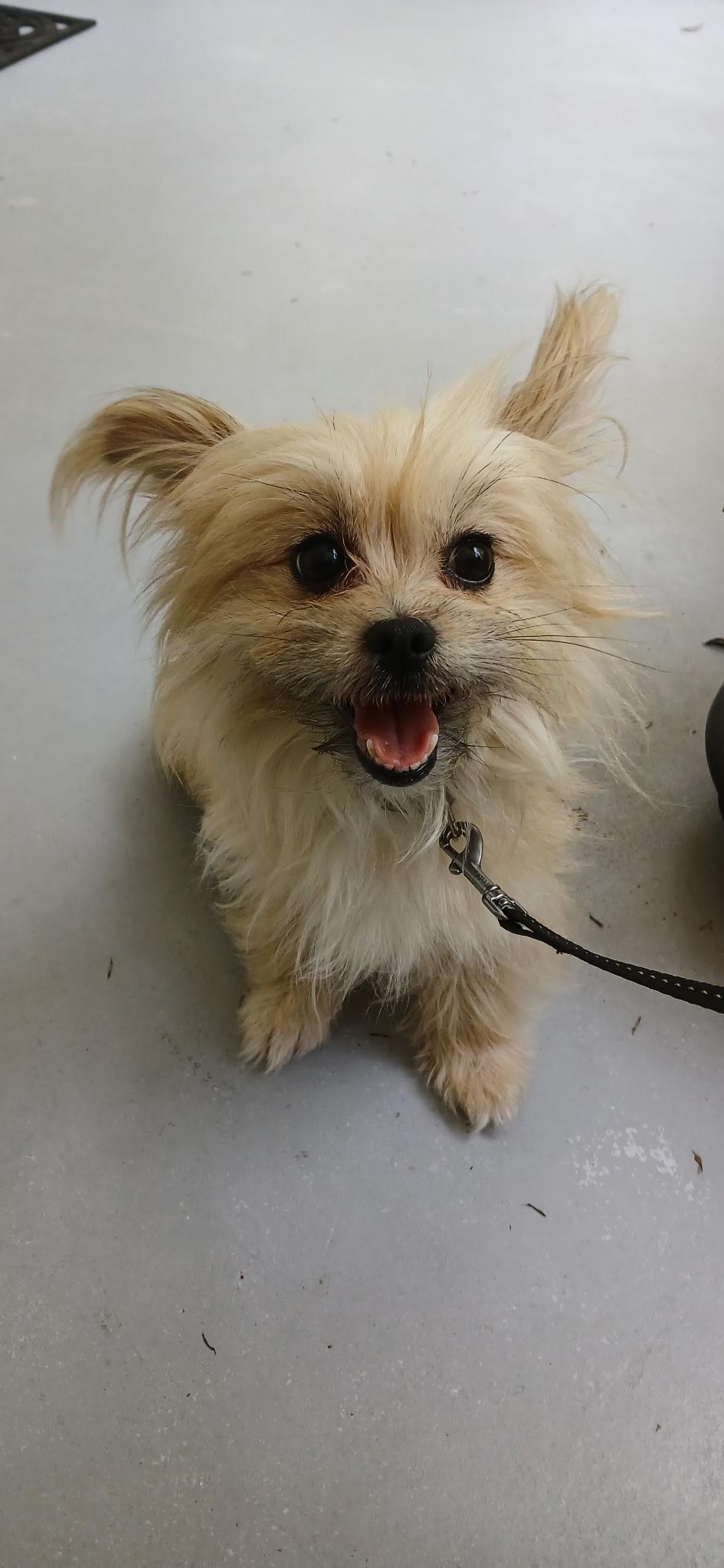 Fluff, a ADOPTABLE mixed breed in Durham, NC image 4/4